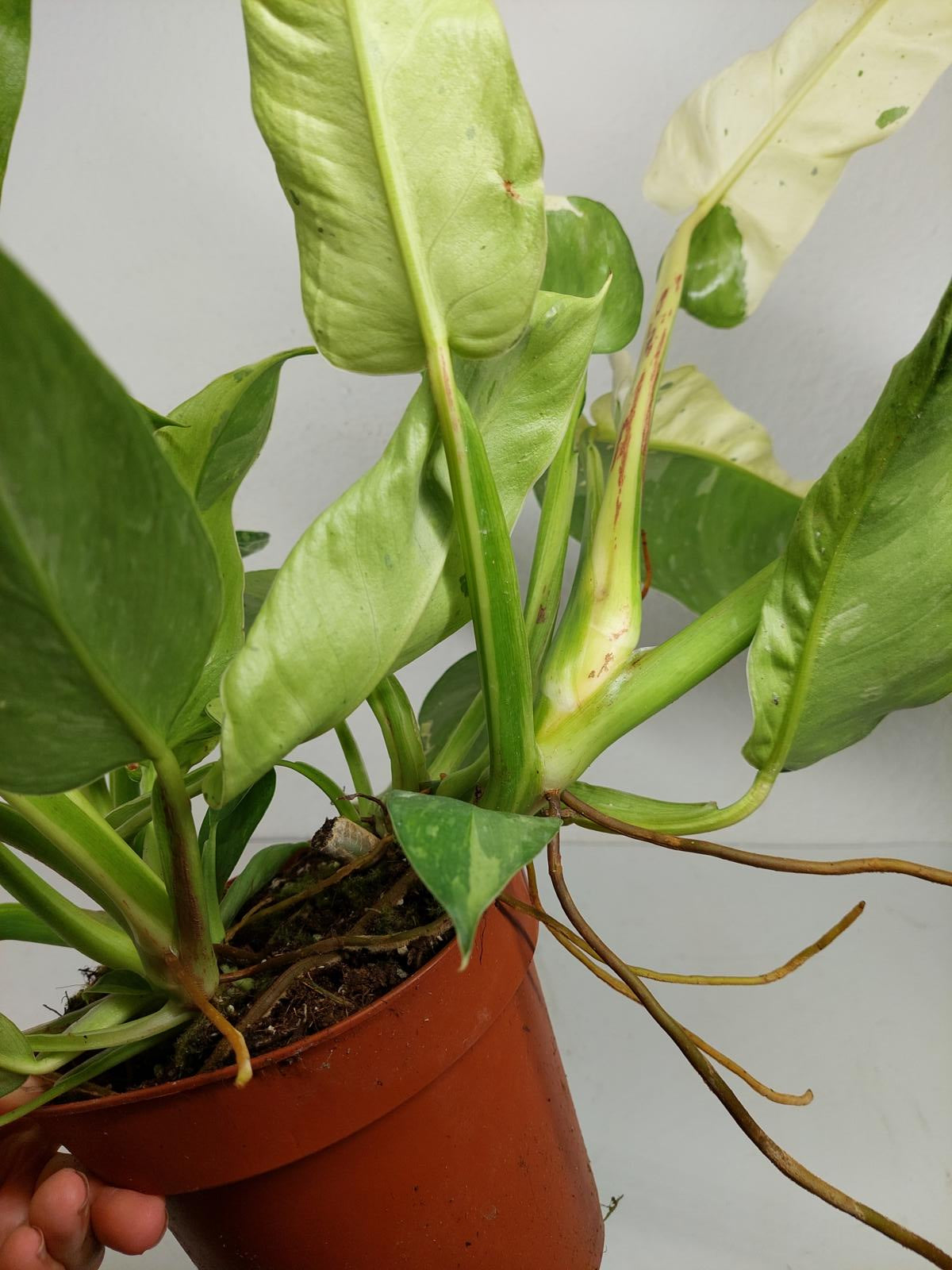 Philodendron Jose Buono