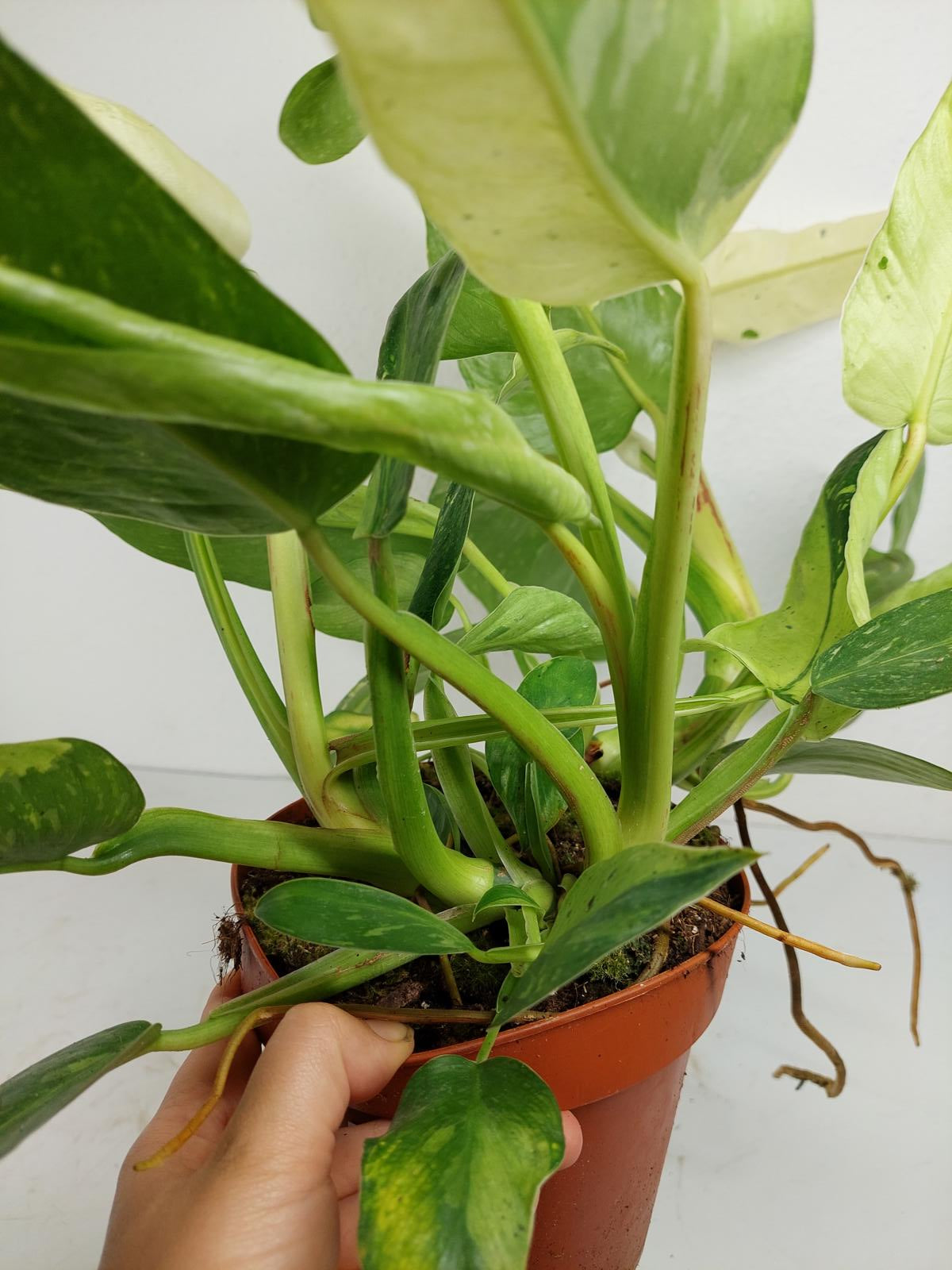 Philodendron Jose Buono