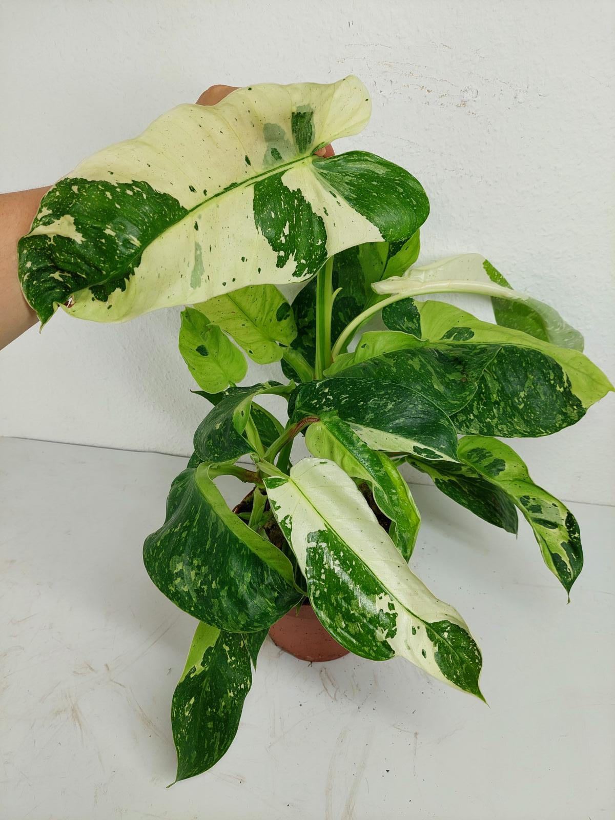 Philodendron Jose Buono