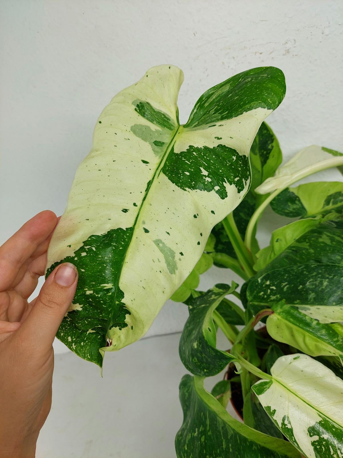 Philodendron Jose Buono
