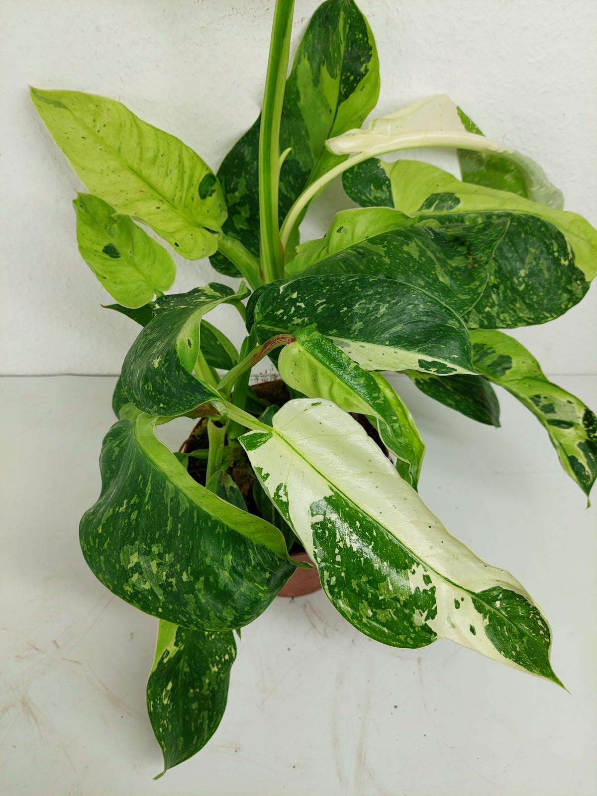 Philodendron Jose Buono