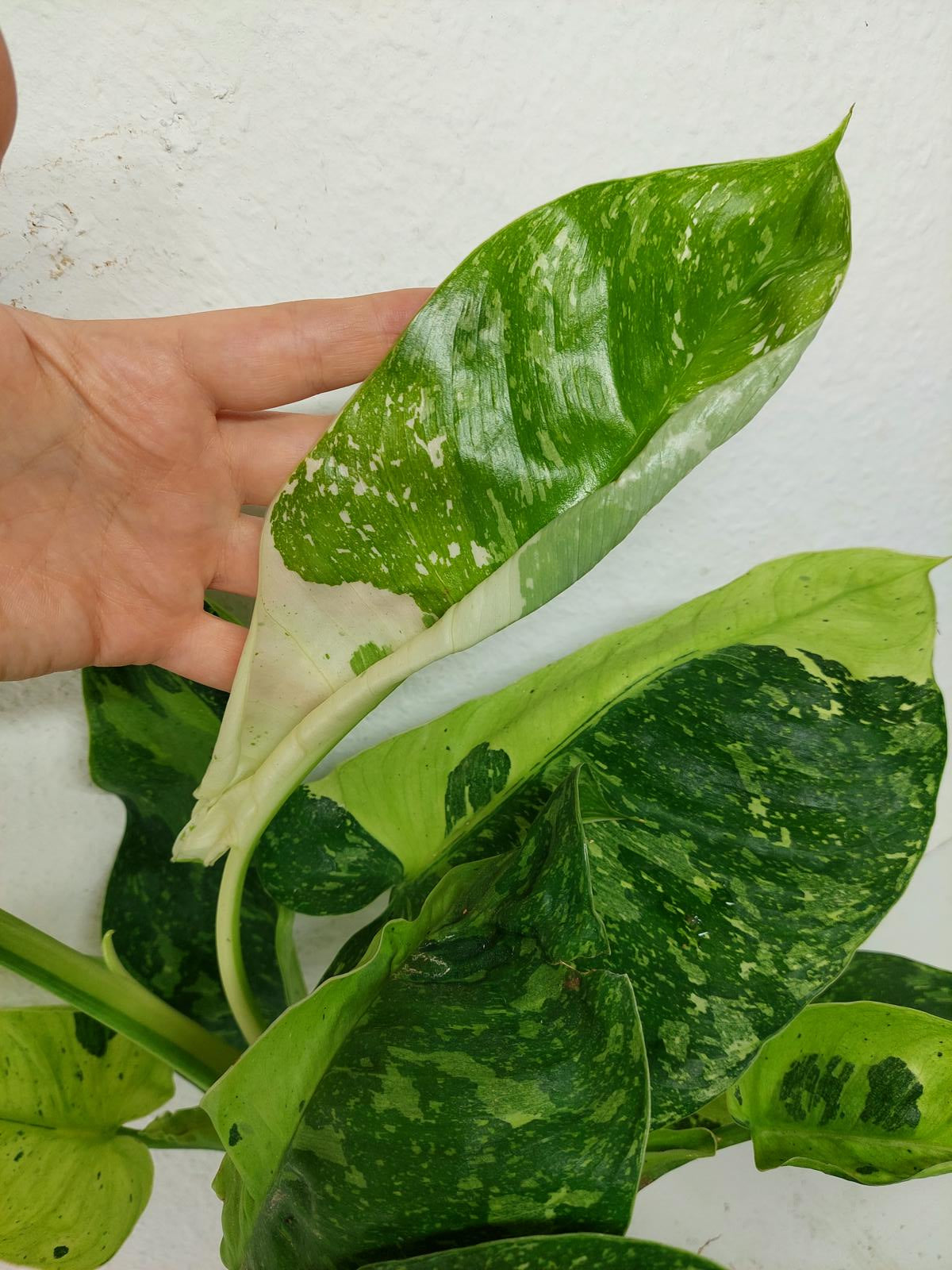Philodendron Jose Buono