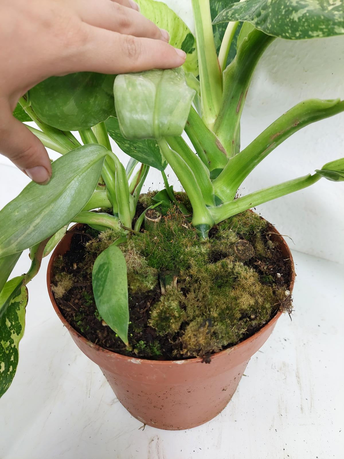 Philodendron Jose Buono