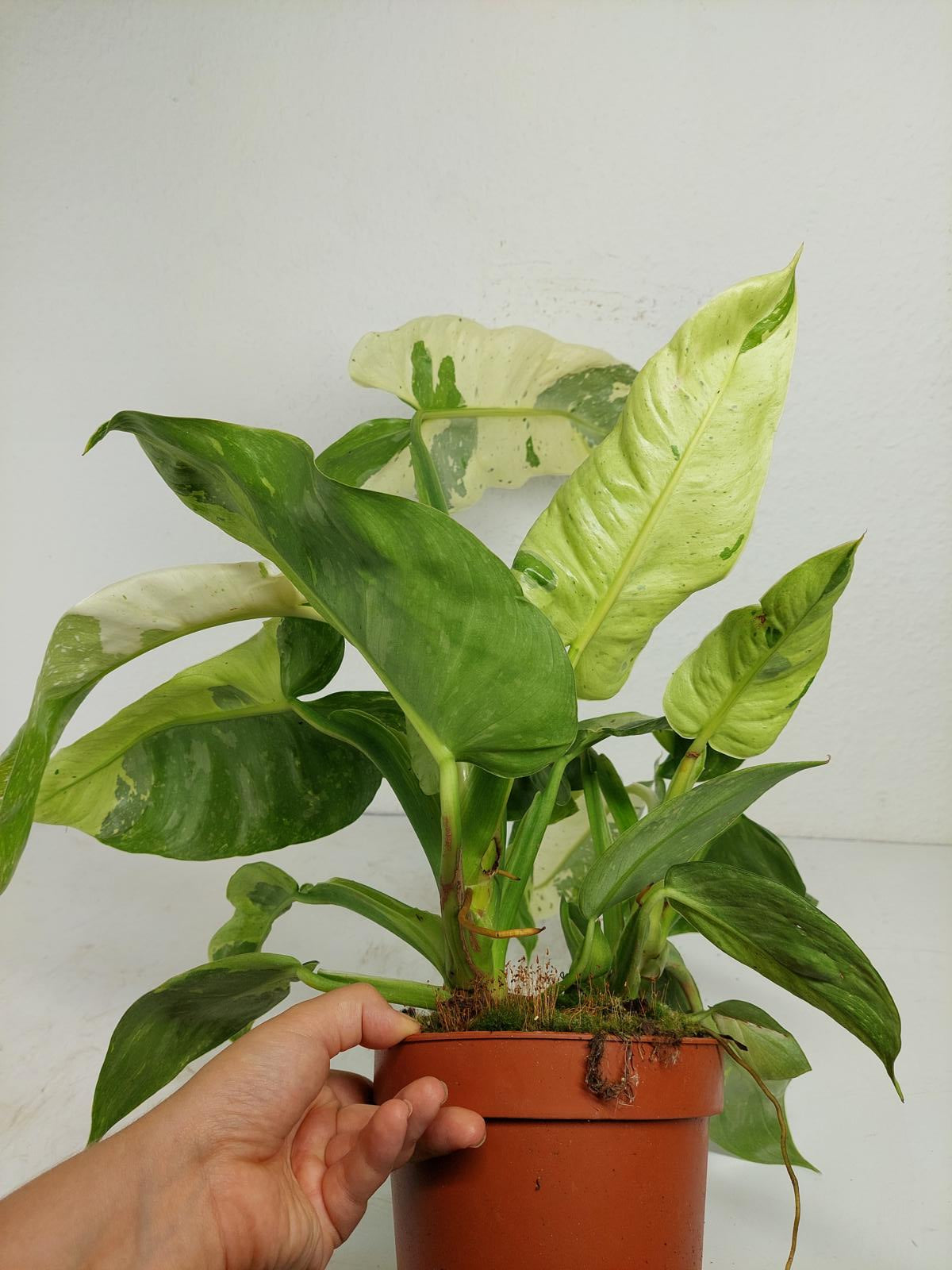 Philodendron Jose Buono
