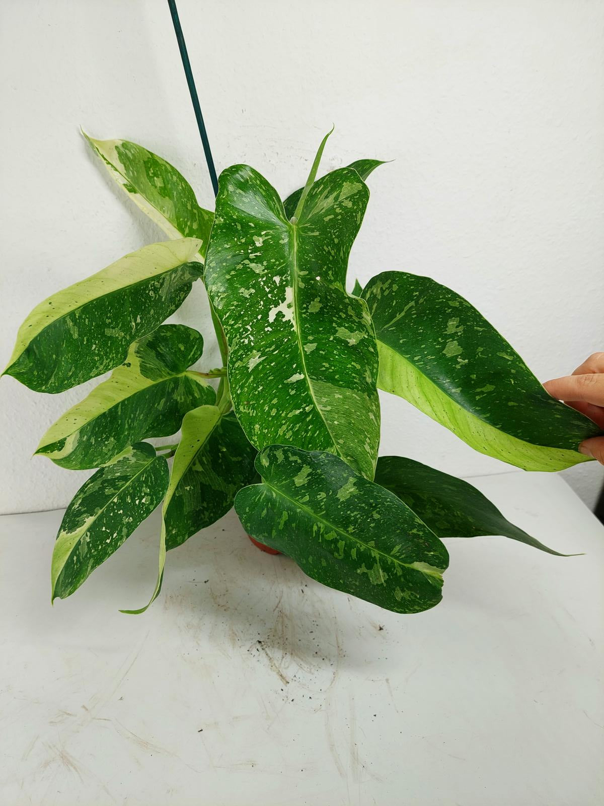 Philodendron Jose Buono
