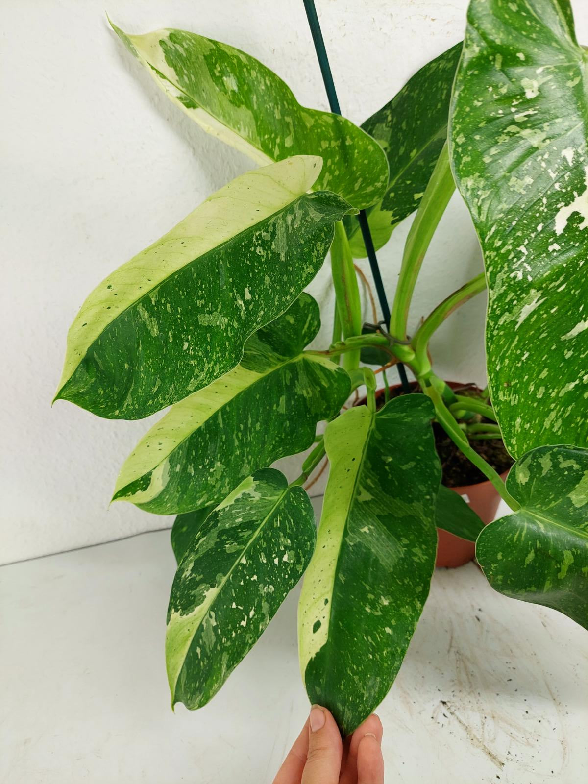 Philodendron Jose Buono