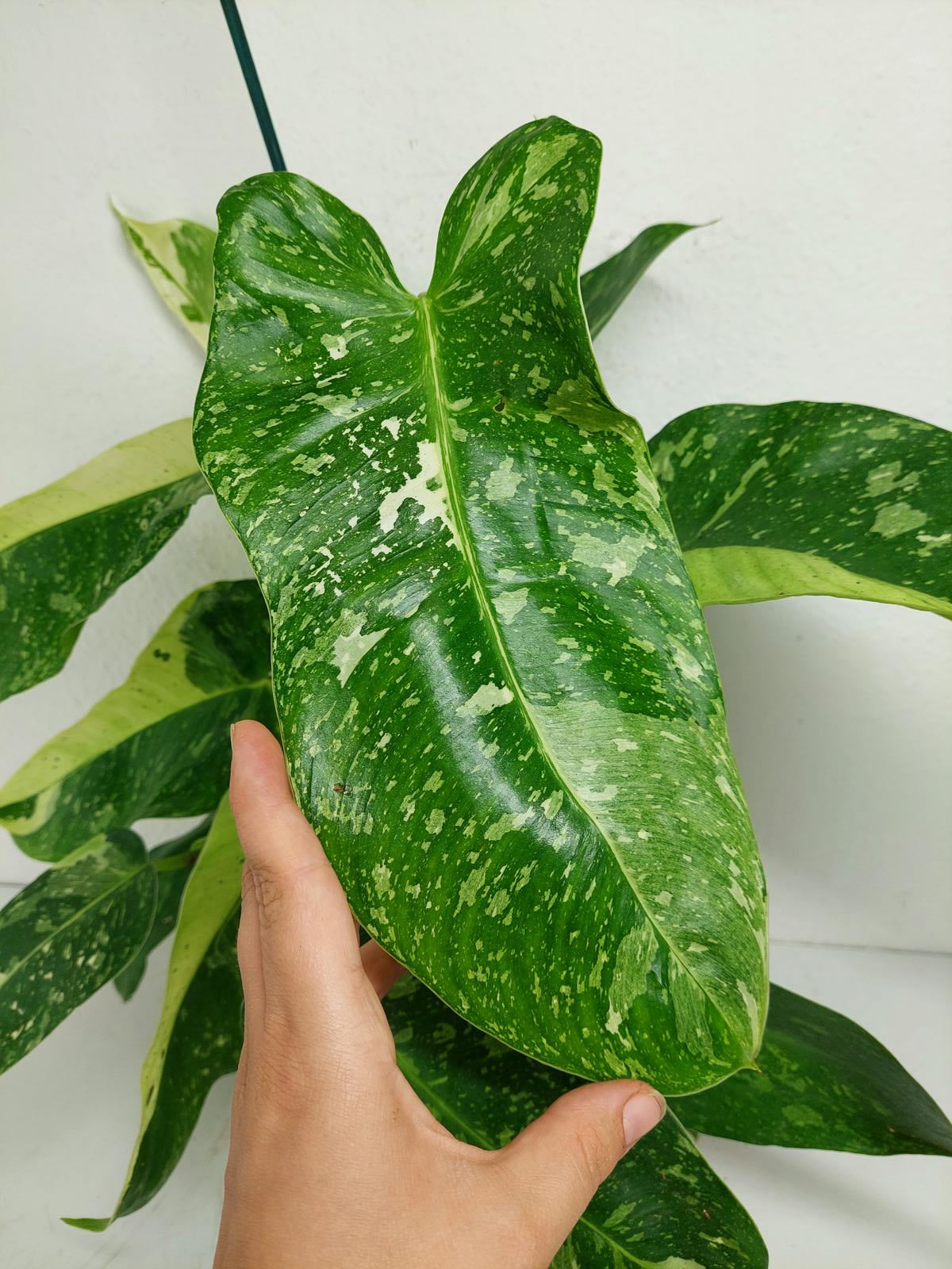 Philodendron Jose Buono