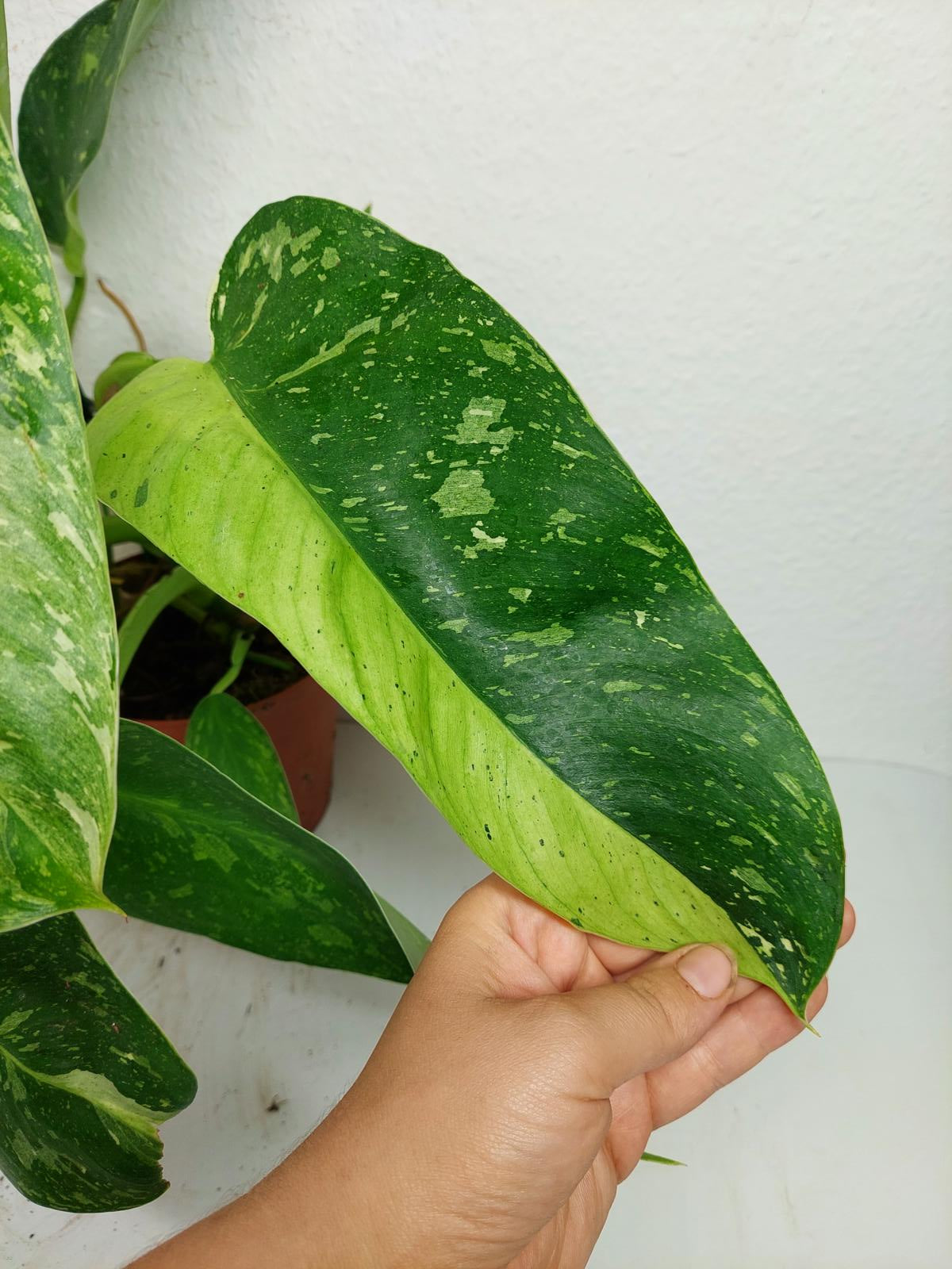 Philodendron Jose Buono