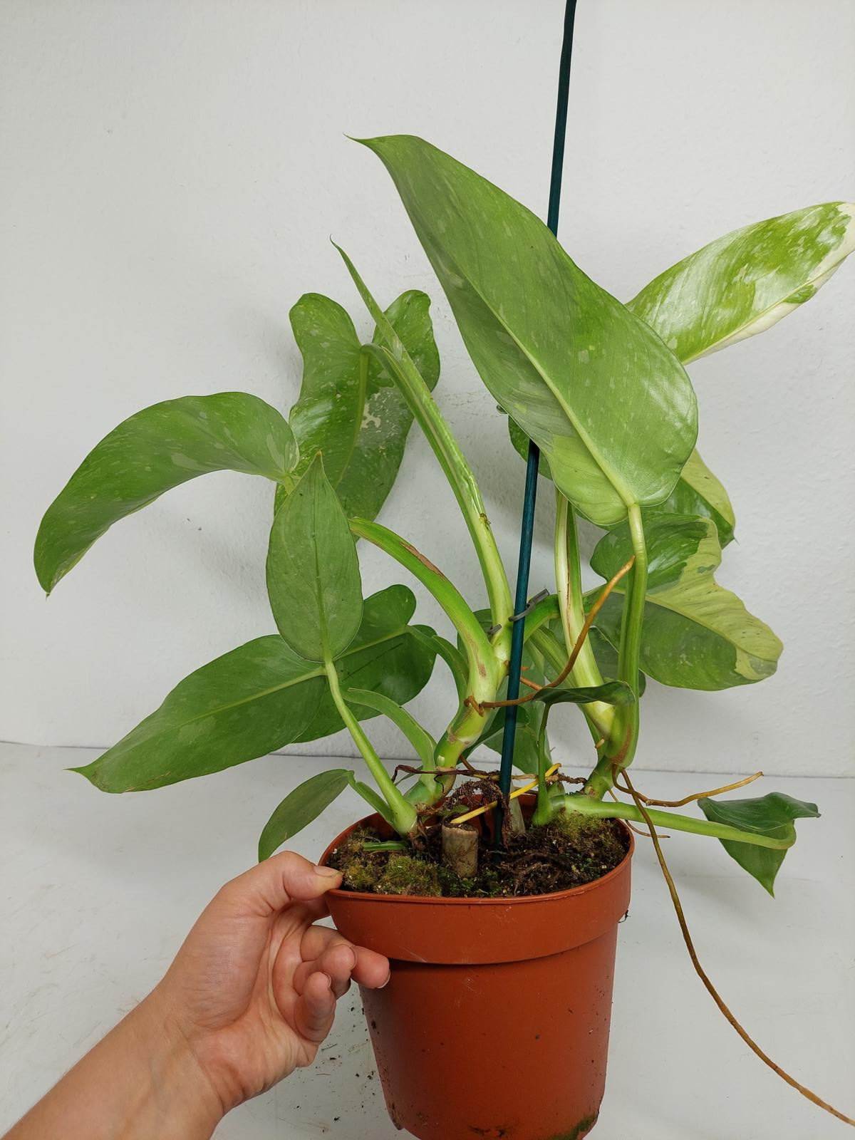 Philodendron Jose Buono