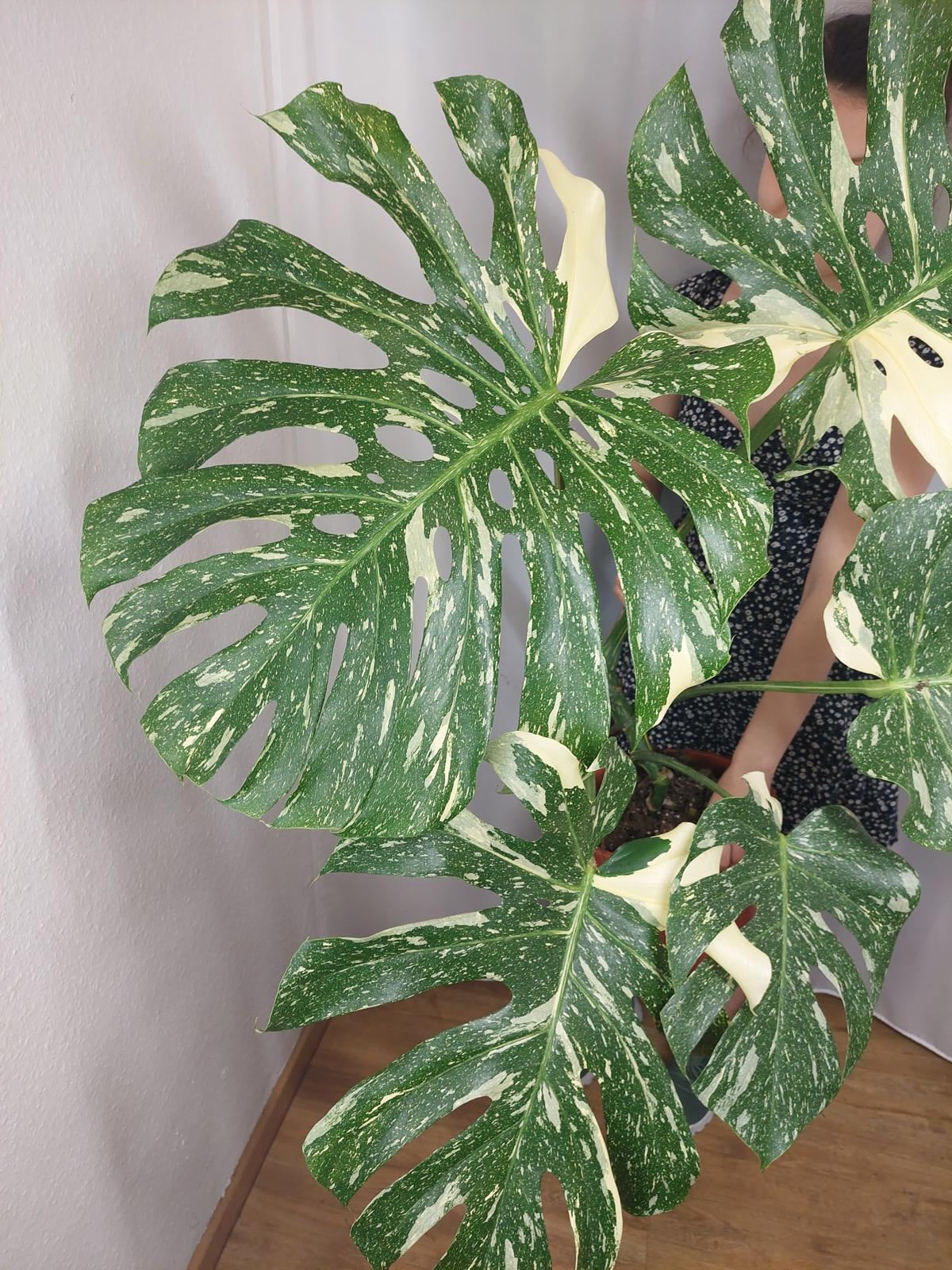 Monstera Thai Constellation XXL