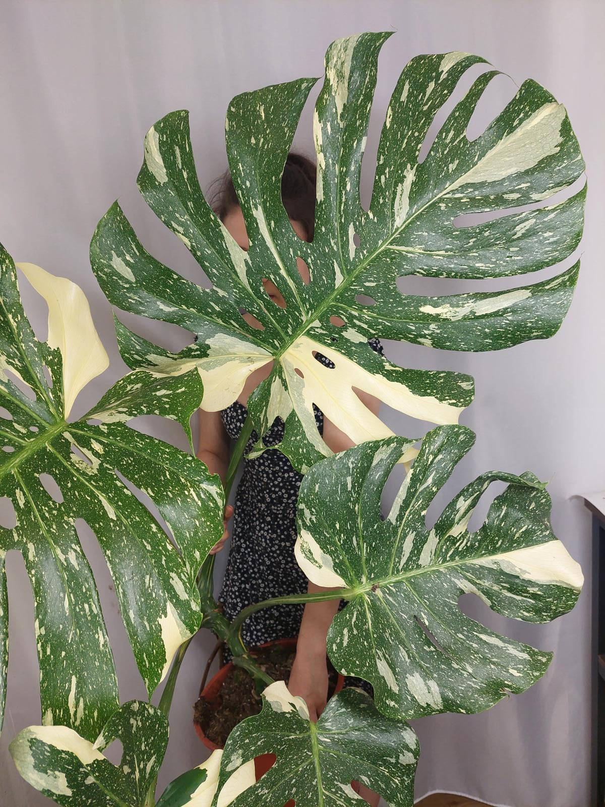 Monstera Thai Constellation XXL