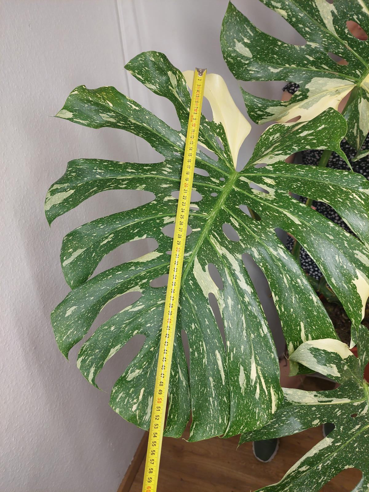 Monstera Thai Constellation XXL