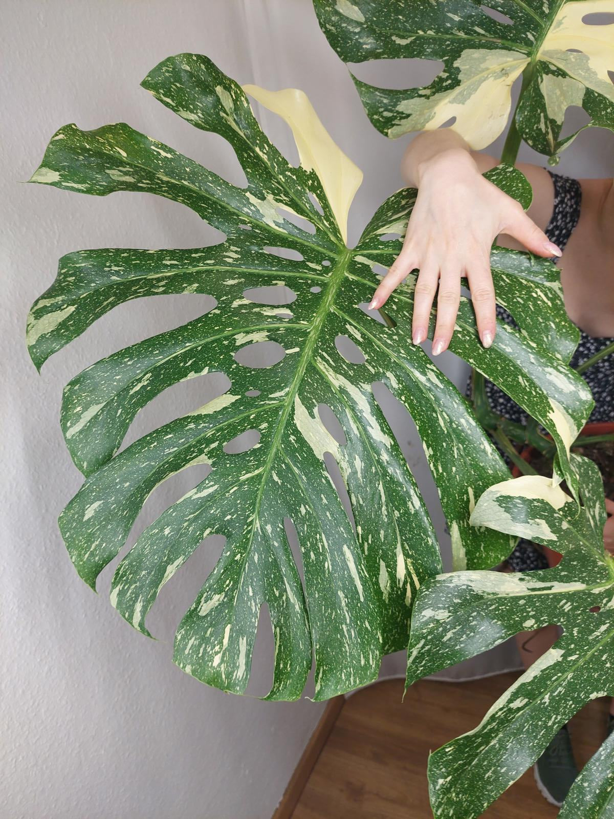 Monstera Thai Constellation XXL