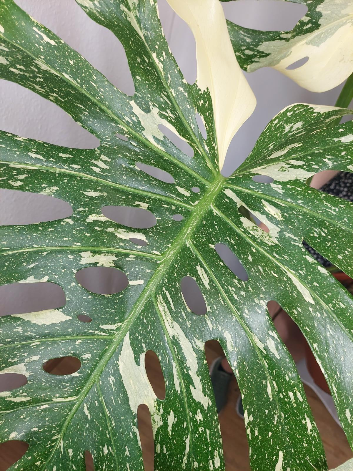 Monstera Thai Constellation XXL