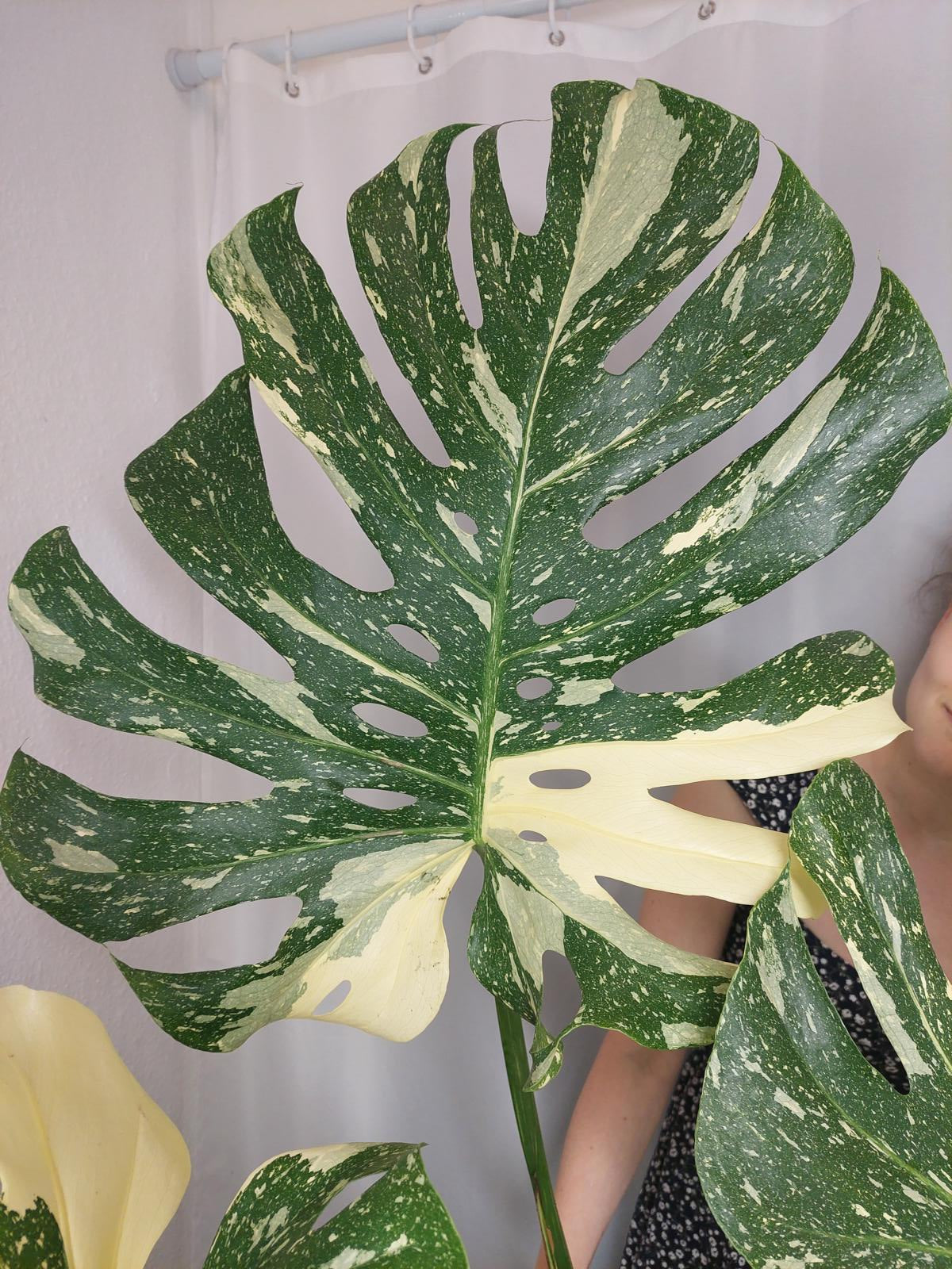 Monstera Thai Constellation XXL