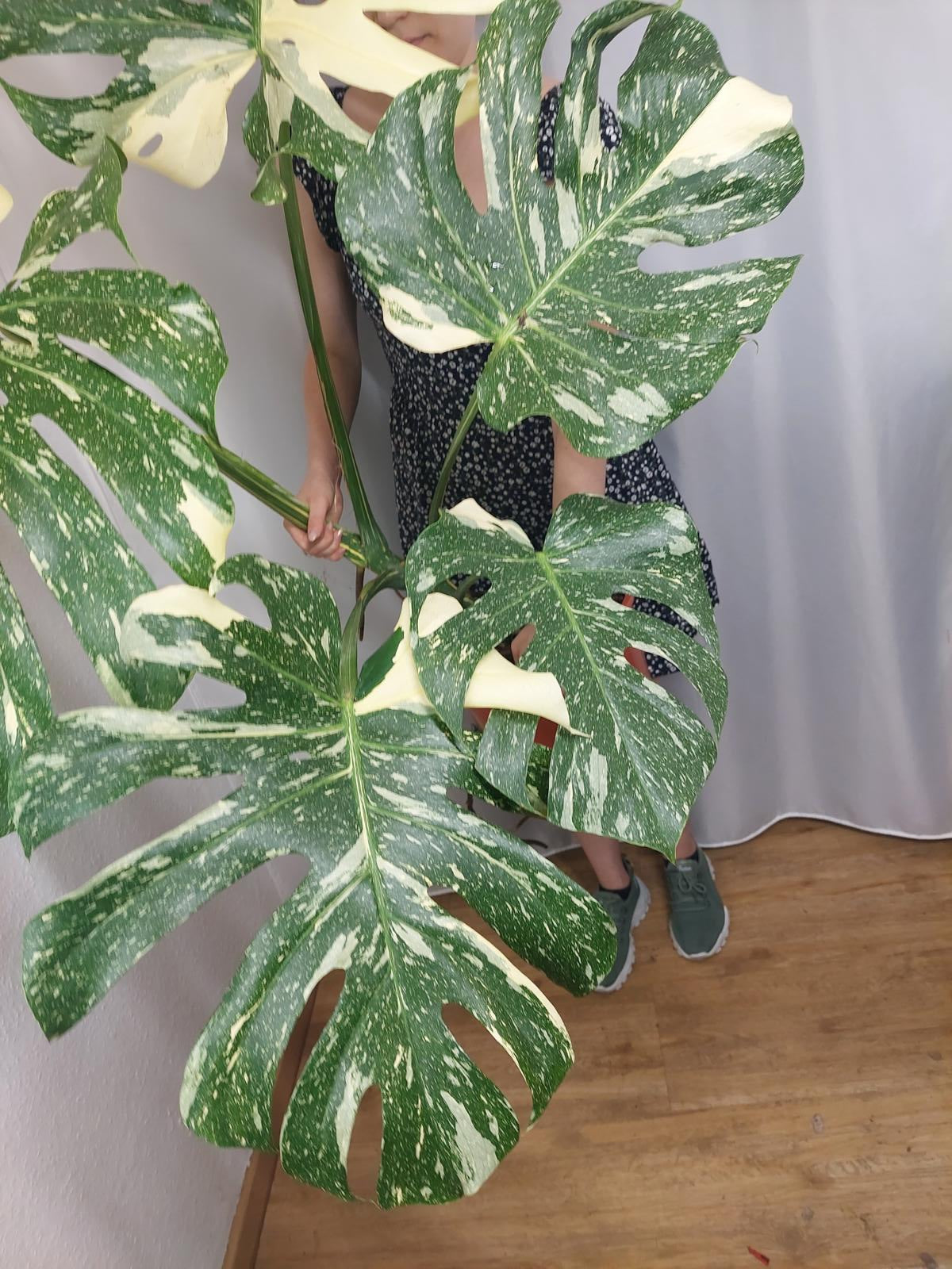 Monstera Thai Constellation XXL