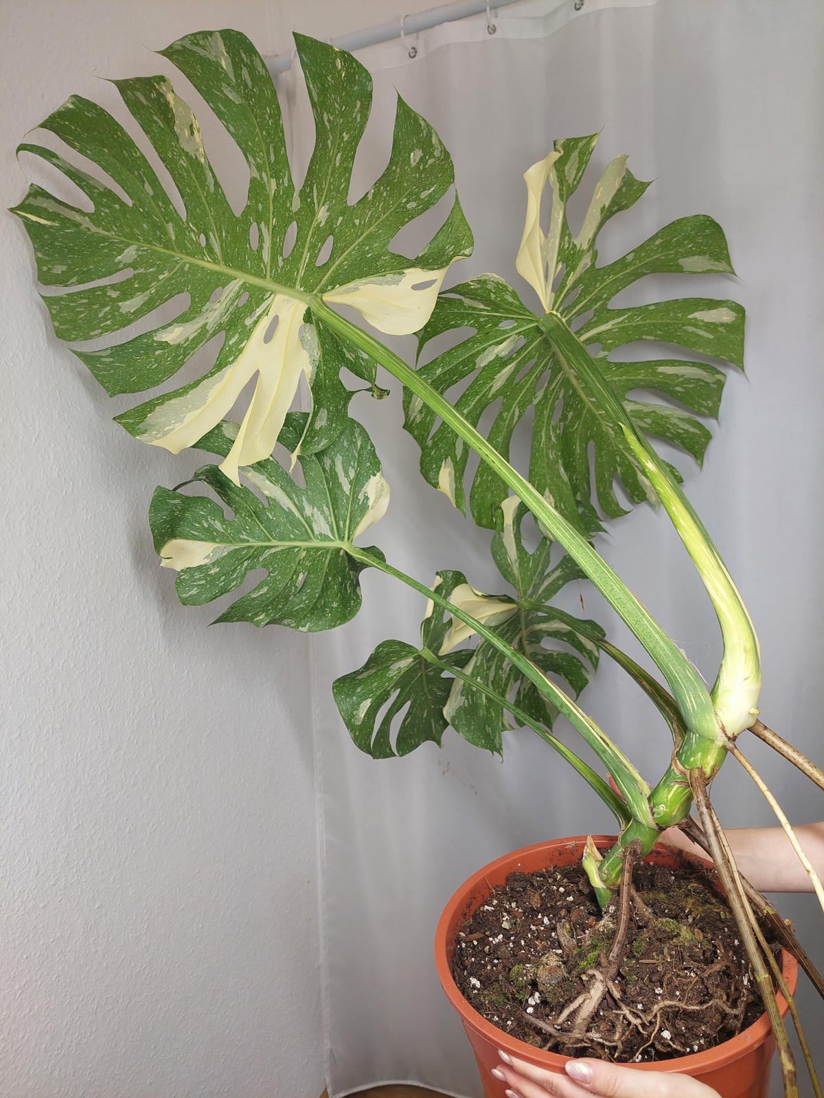 Monstera Thai Constellation XXL