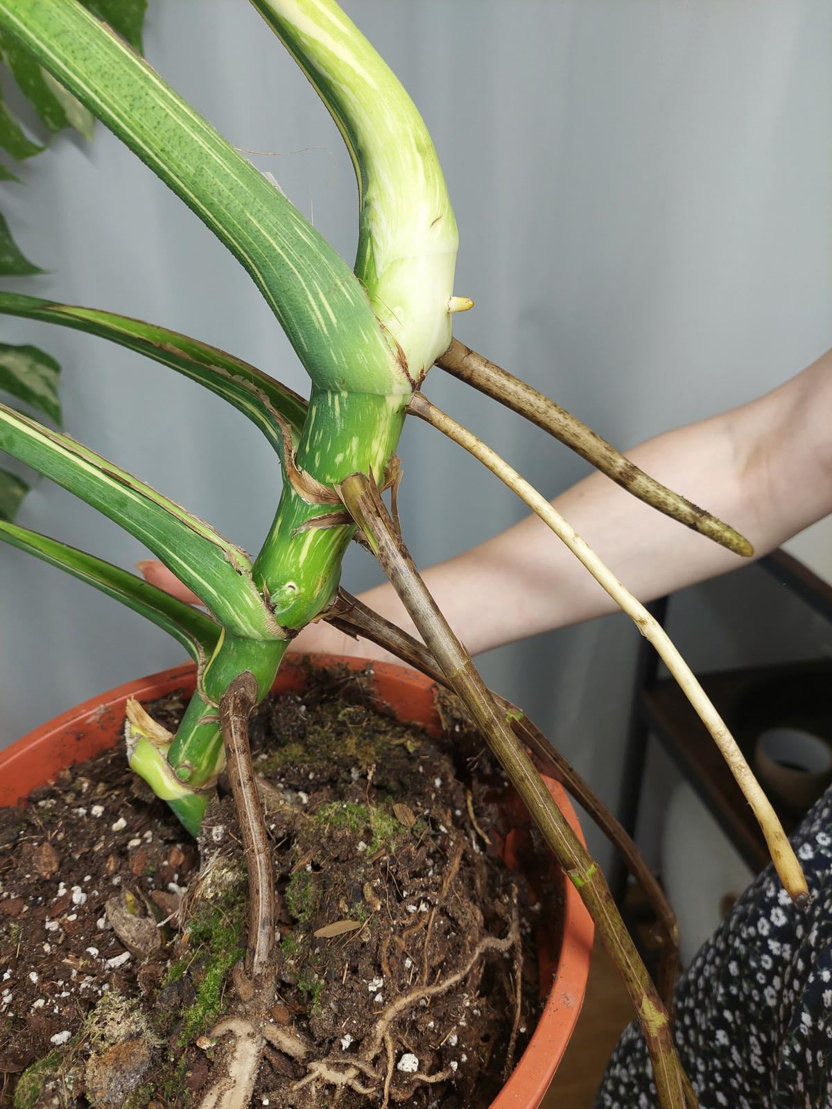 Monstera Thai Constellation XXL
