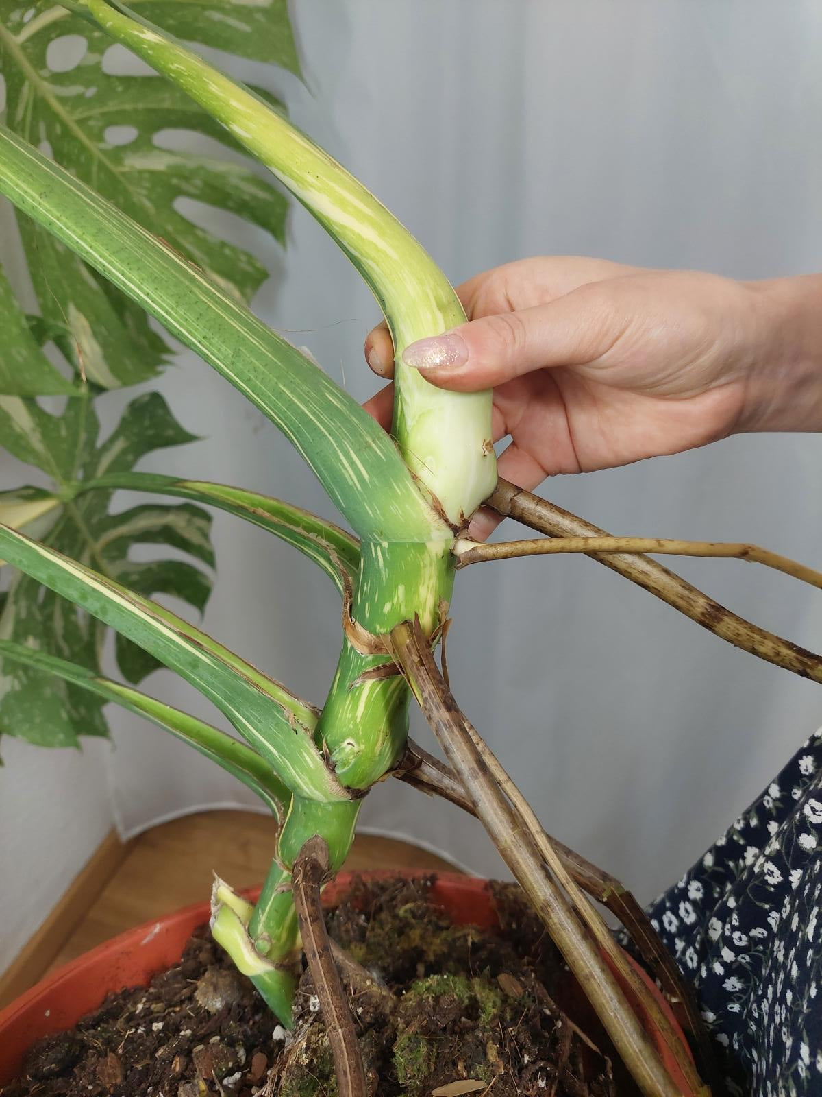 Monstera Thai Constellation XXL
