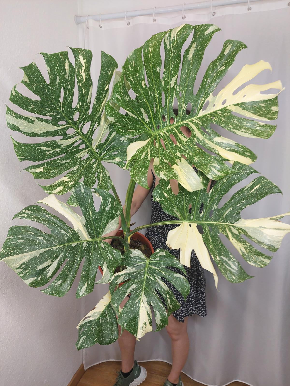 Monstera Thai Constellation XXL