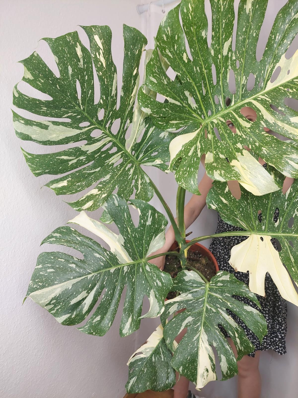 Monstera Thai Constellation XXL