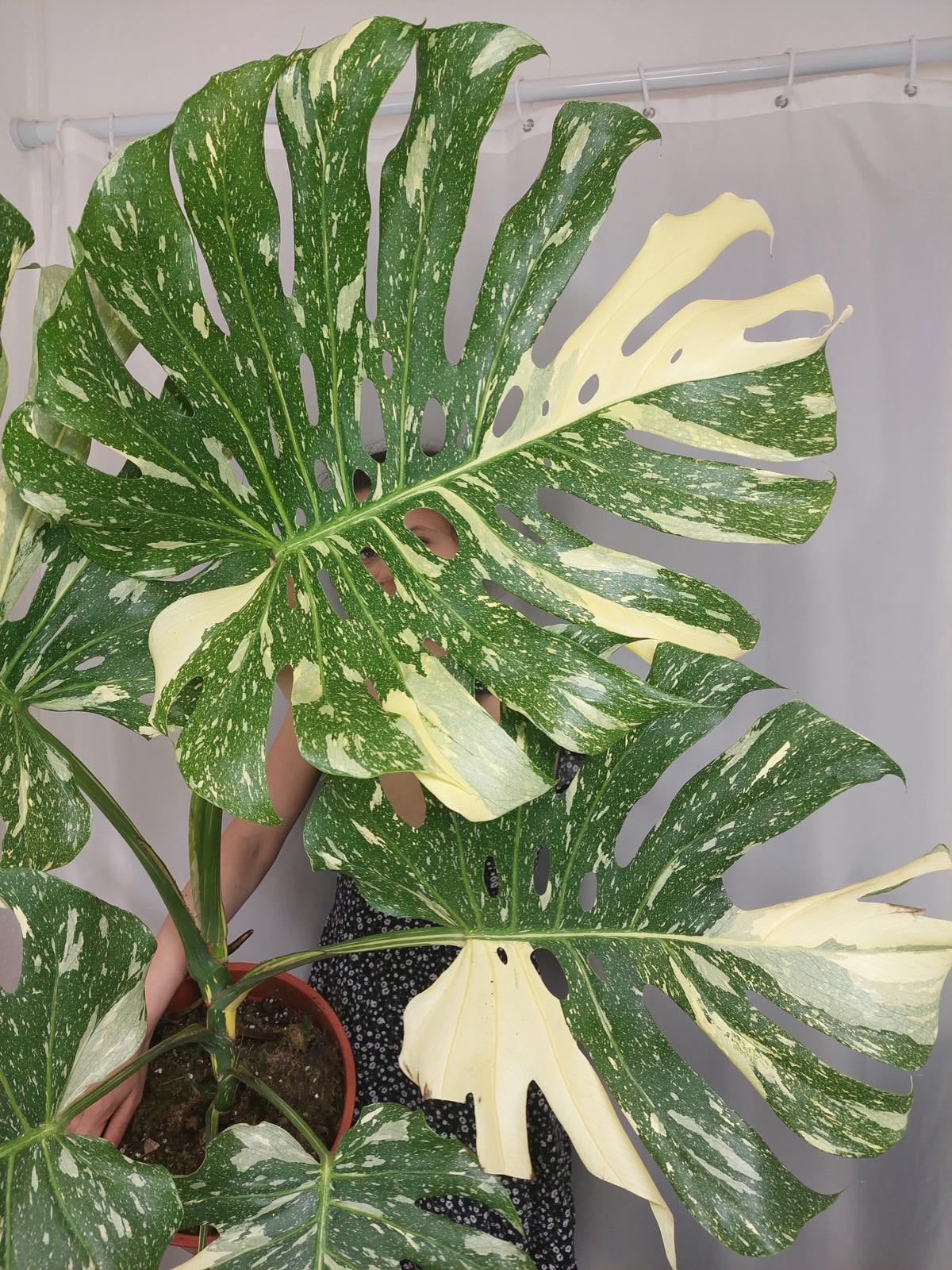 Monstera Thai Constellation XXL