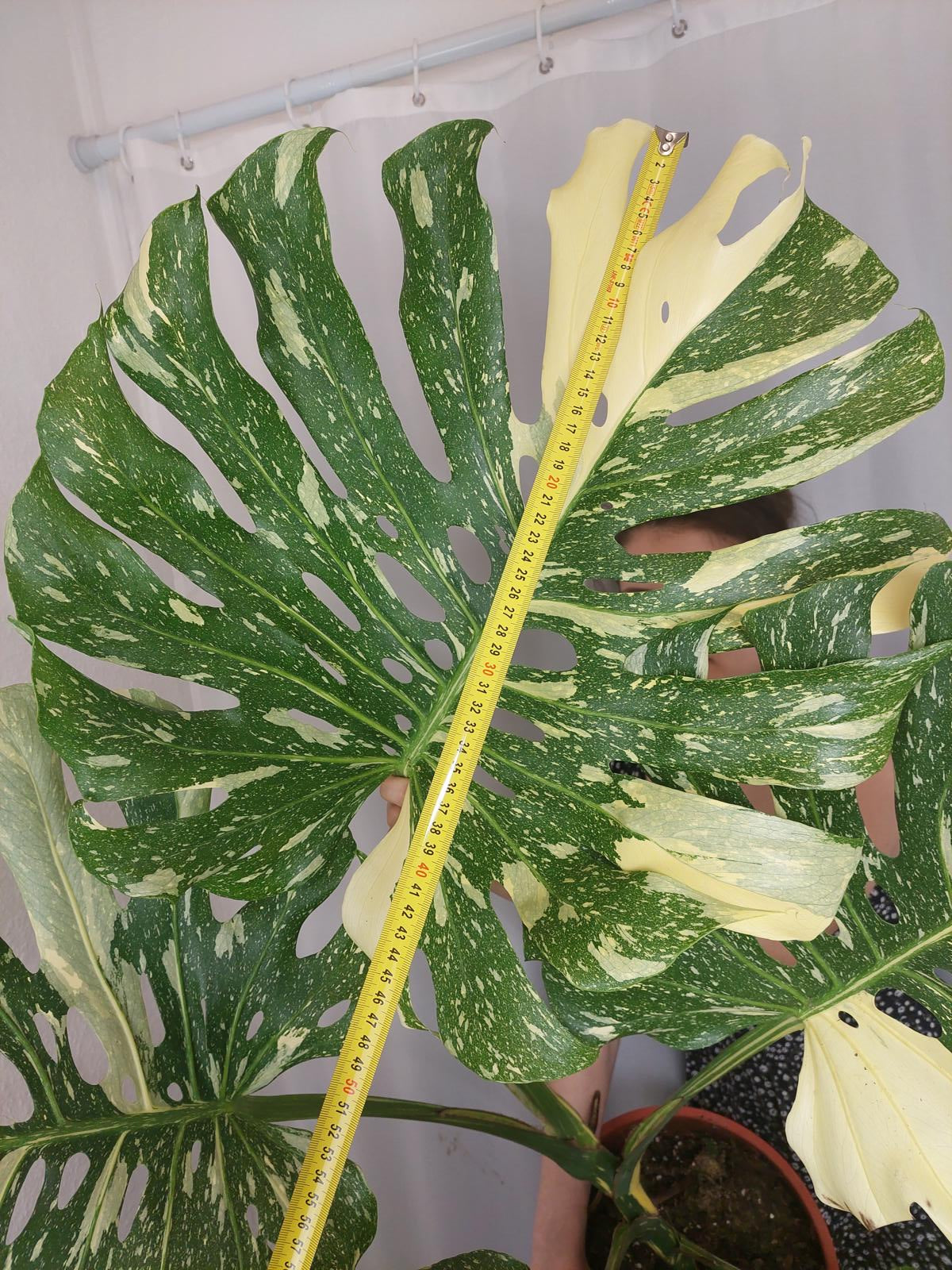 Monstera Thai Constellation XXL