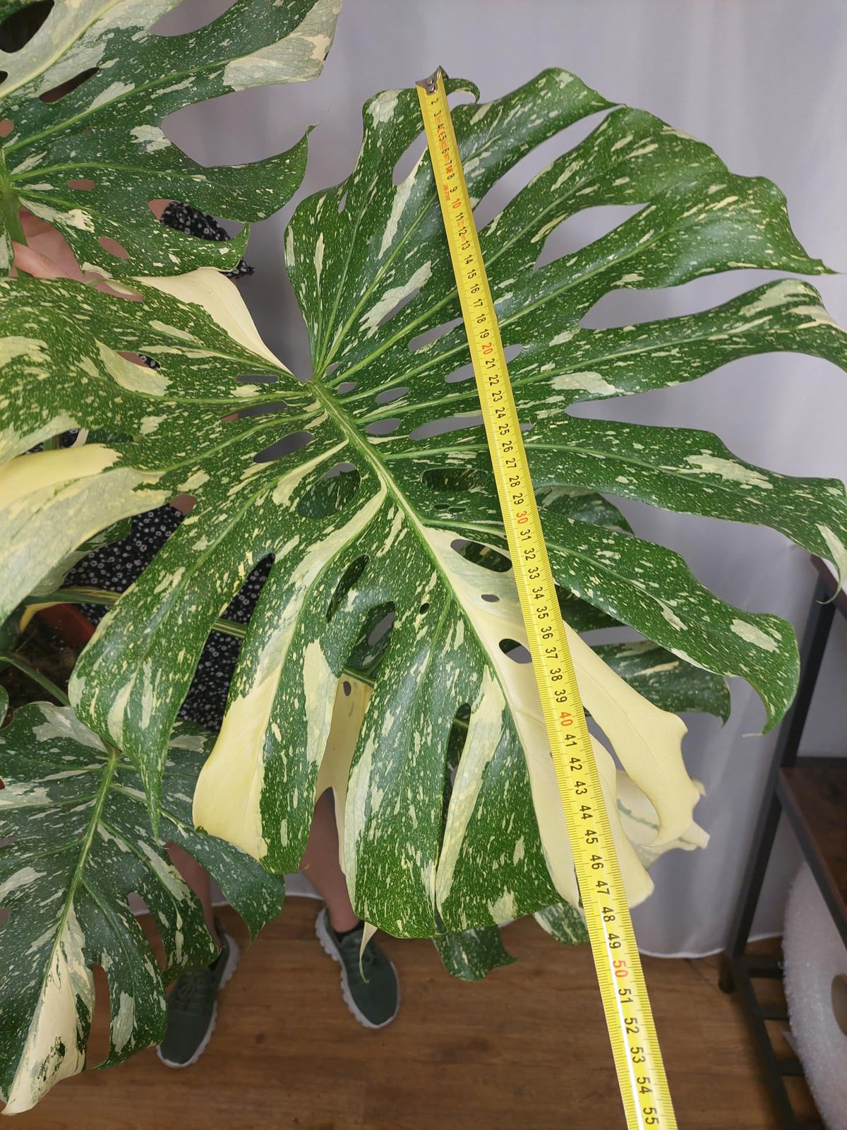 Monstera Thai Constellation XXL