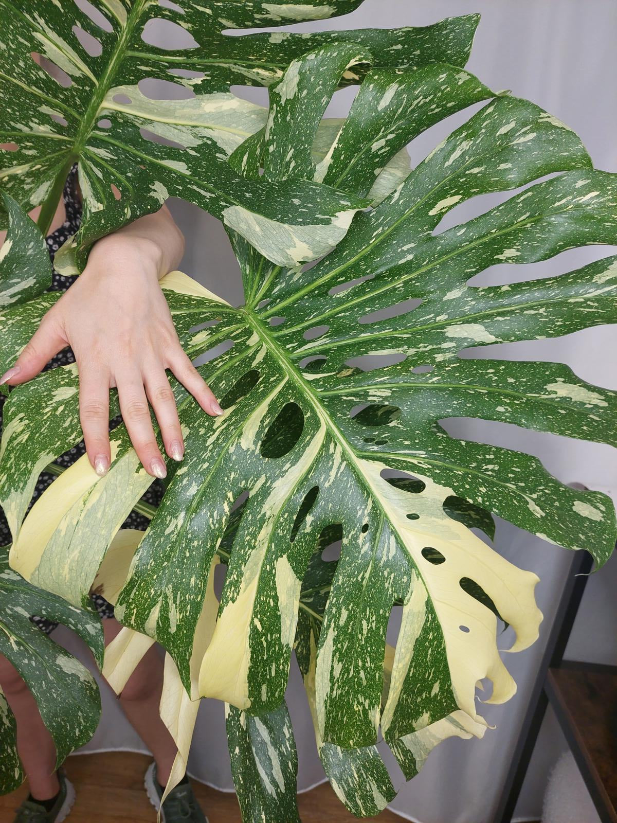 Monstera Thai Constellation XXL