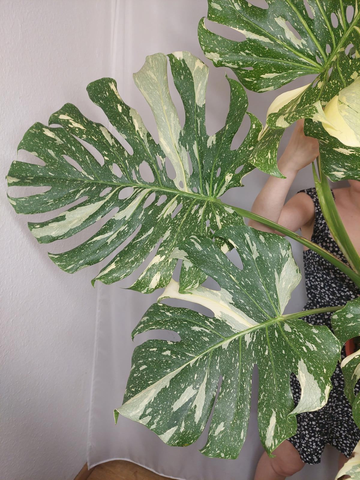 Monstera Thai Constellation XXL