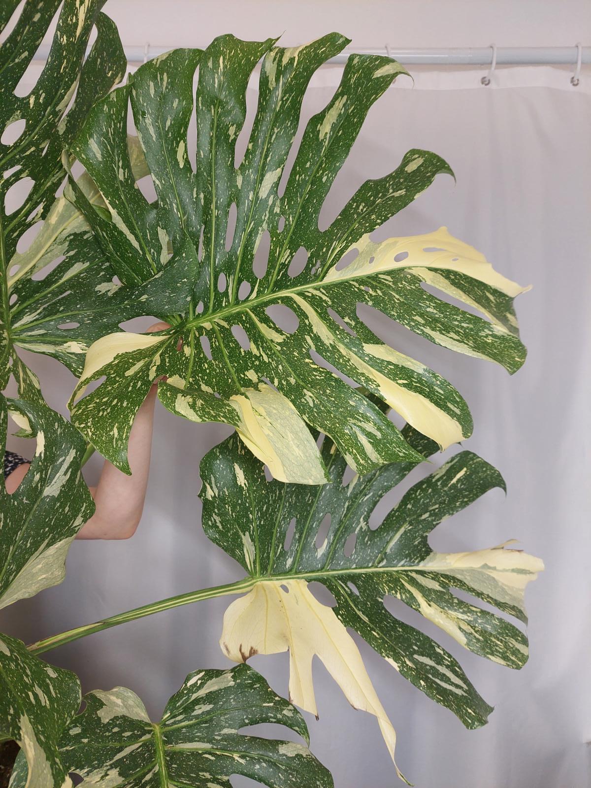 Monstera Thai Constellation XXL