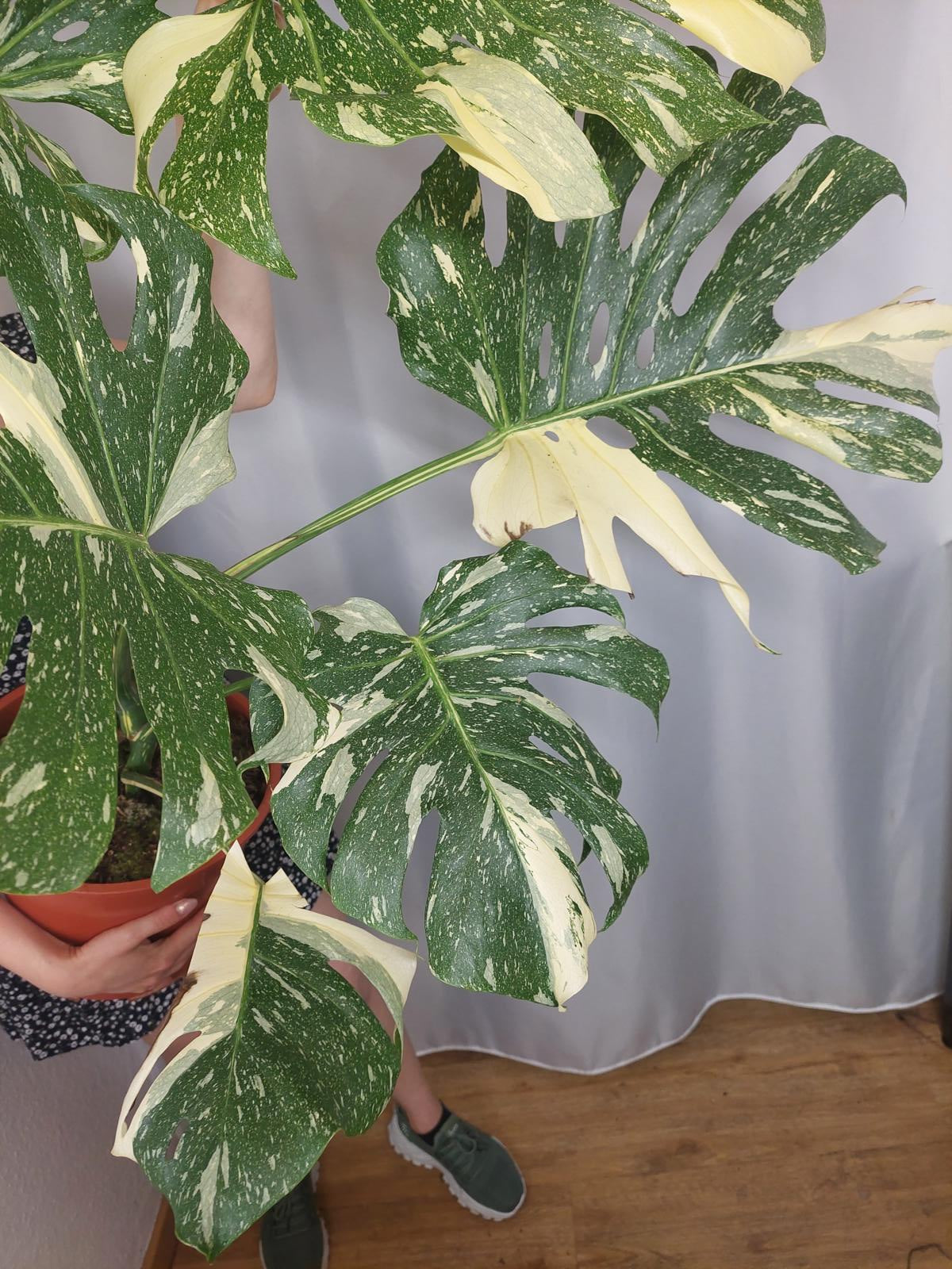 Monstera Thai Constellation XXL