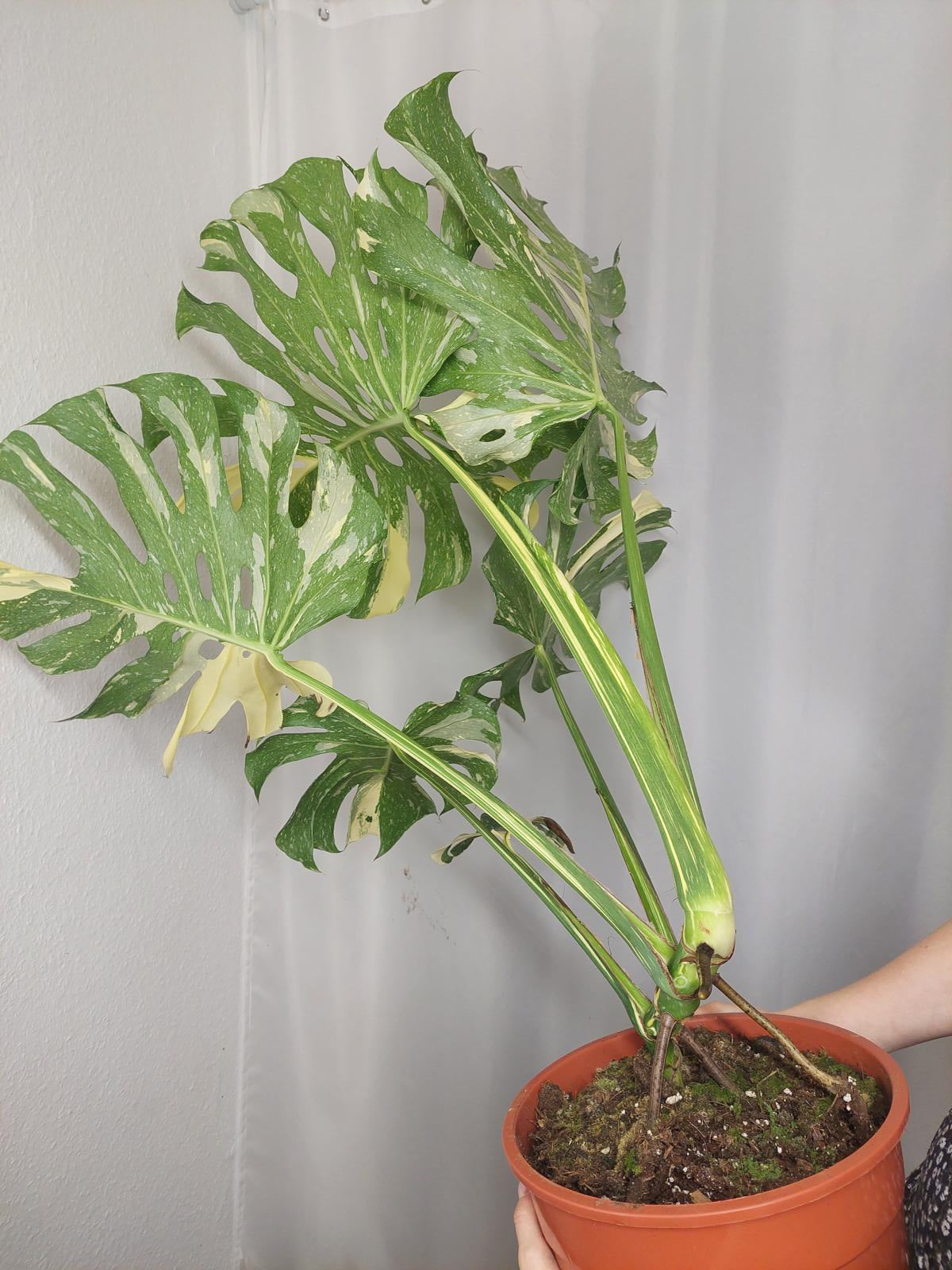 Monstera Thai Constellation XXL