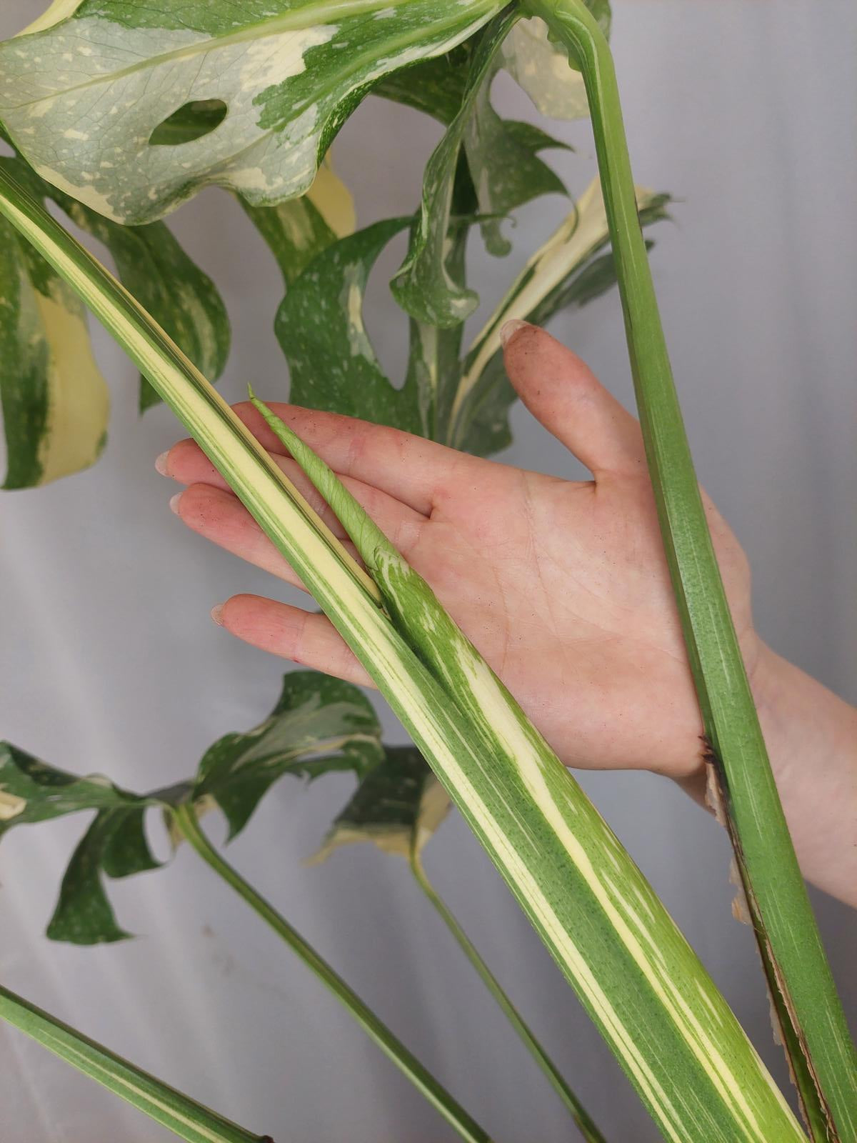 Monstera Thai Constellation XXL