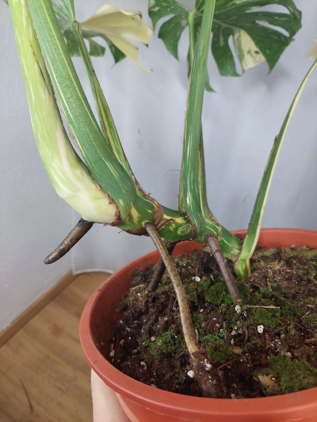 Monstera Thai Constellation XXL
