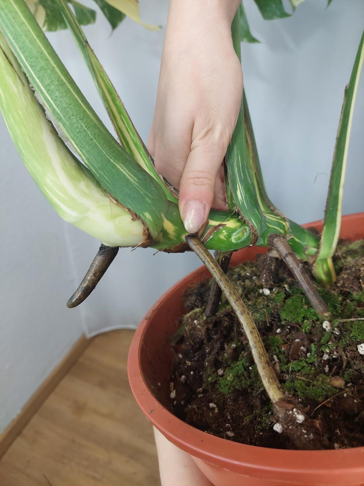 Monstera Thai Constellation XXL