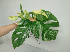 Monstera Stecklingsmix