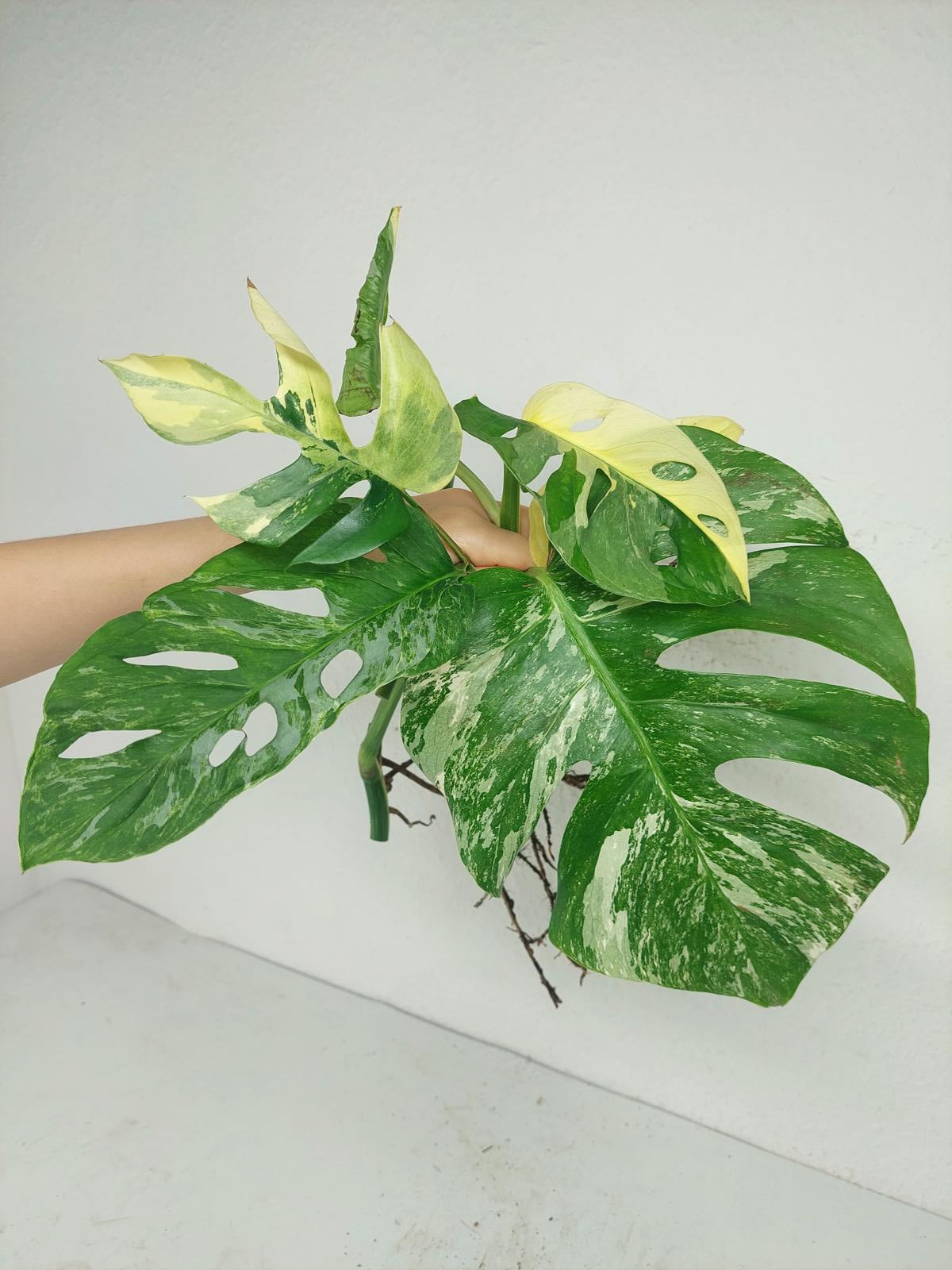 Monstera Stecklingsmix