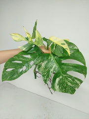 Monstera Stecklingsmix
