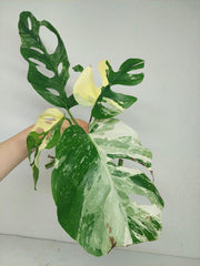 Monstera Stecklingsmix