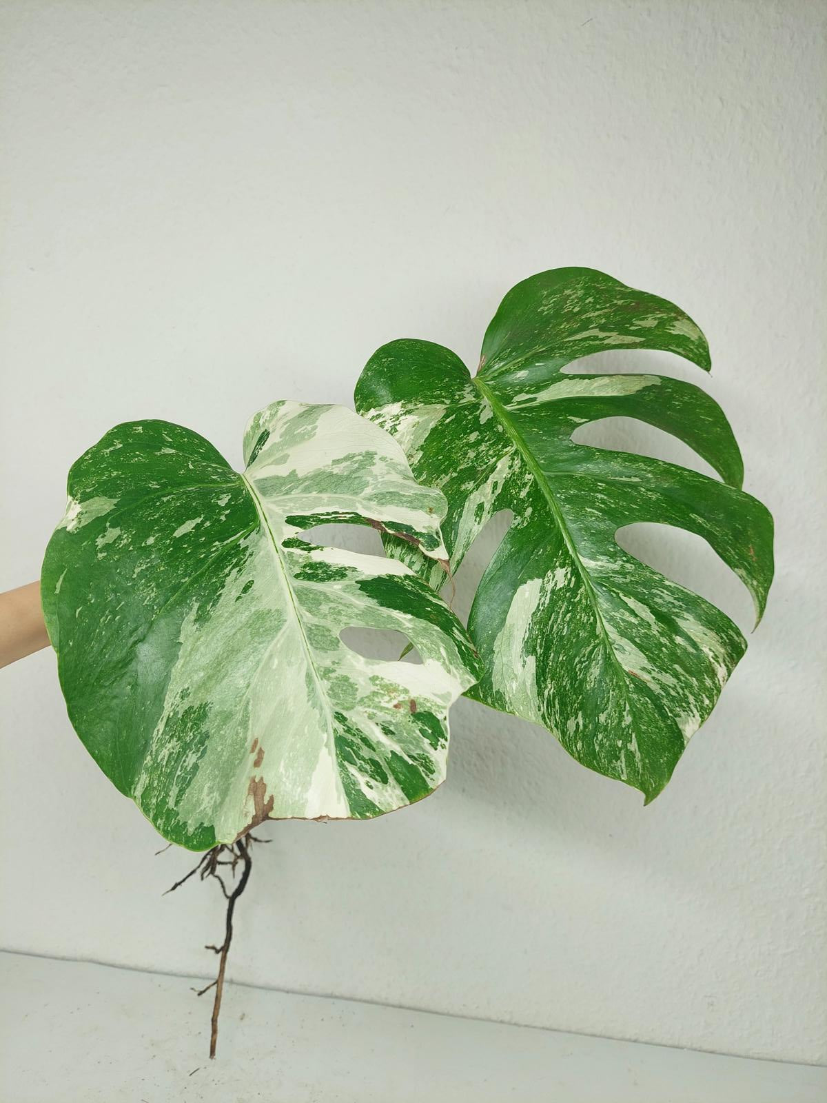 Monstera Stecklingsmix