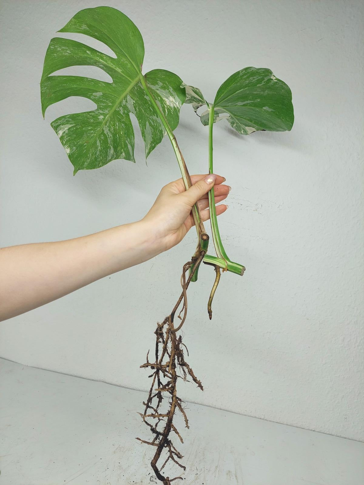 Monstera Stecklingsmix