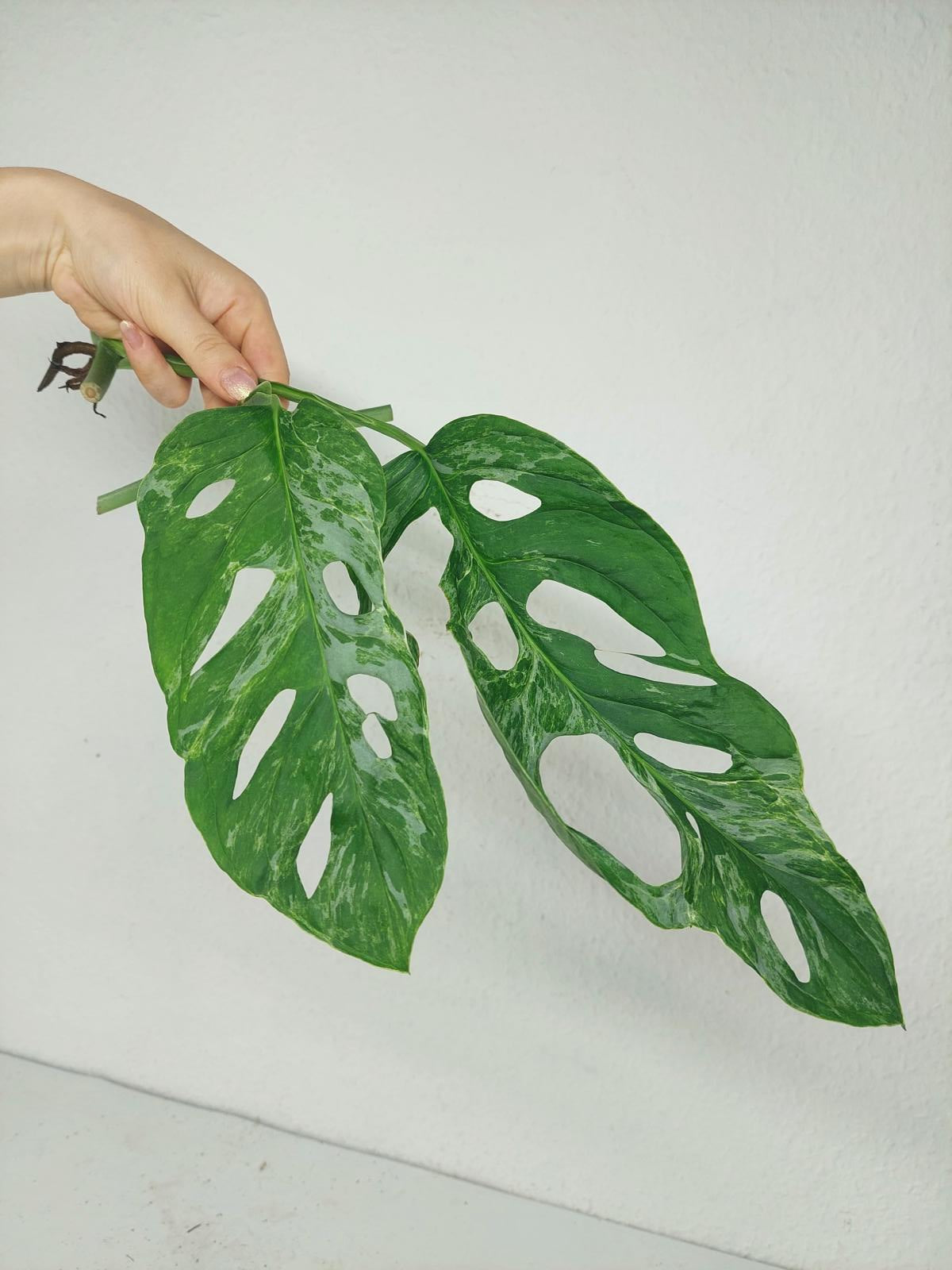 Monstera Stecklingsmix