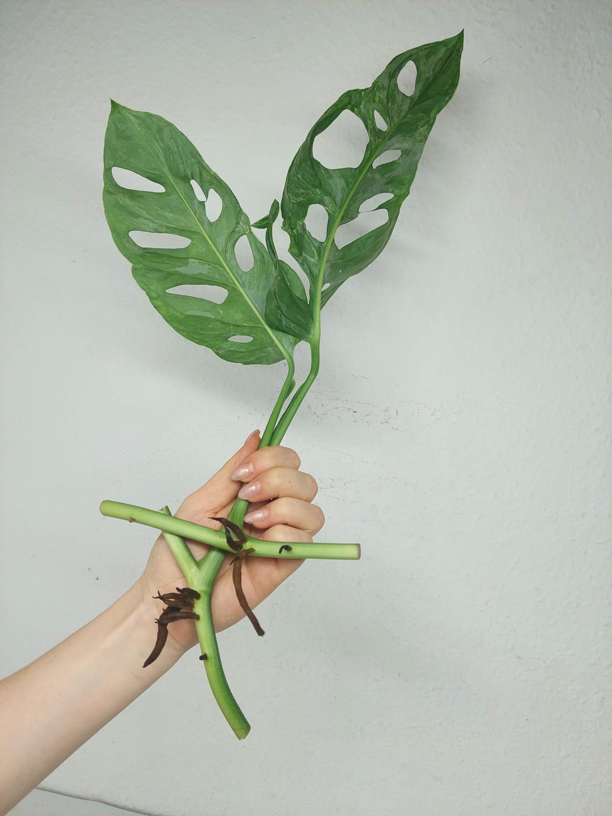Monstera Stecklingsmix