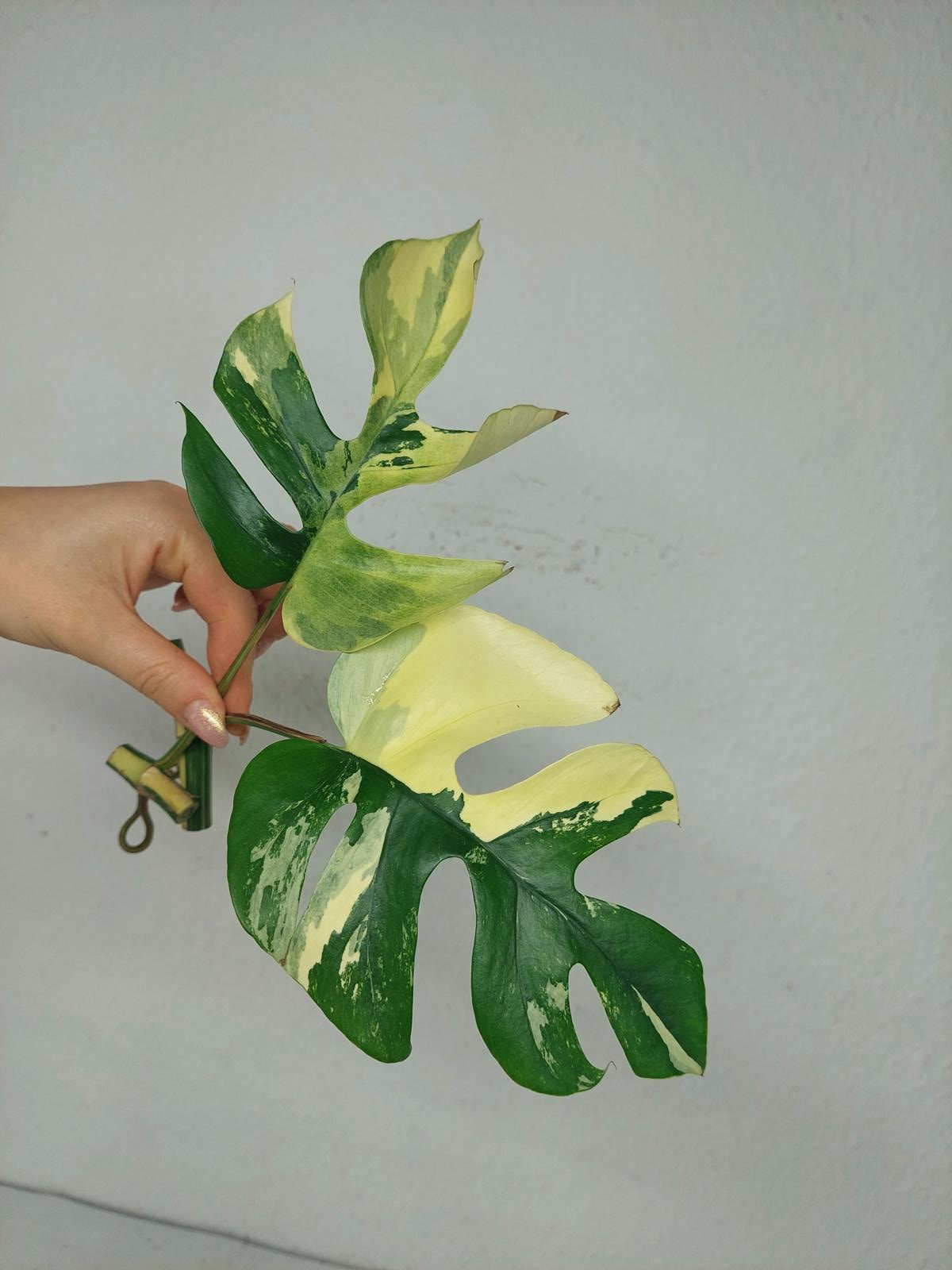 Monstera Stecklingsmix