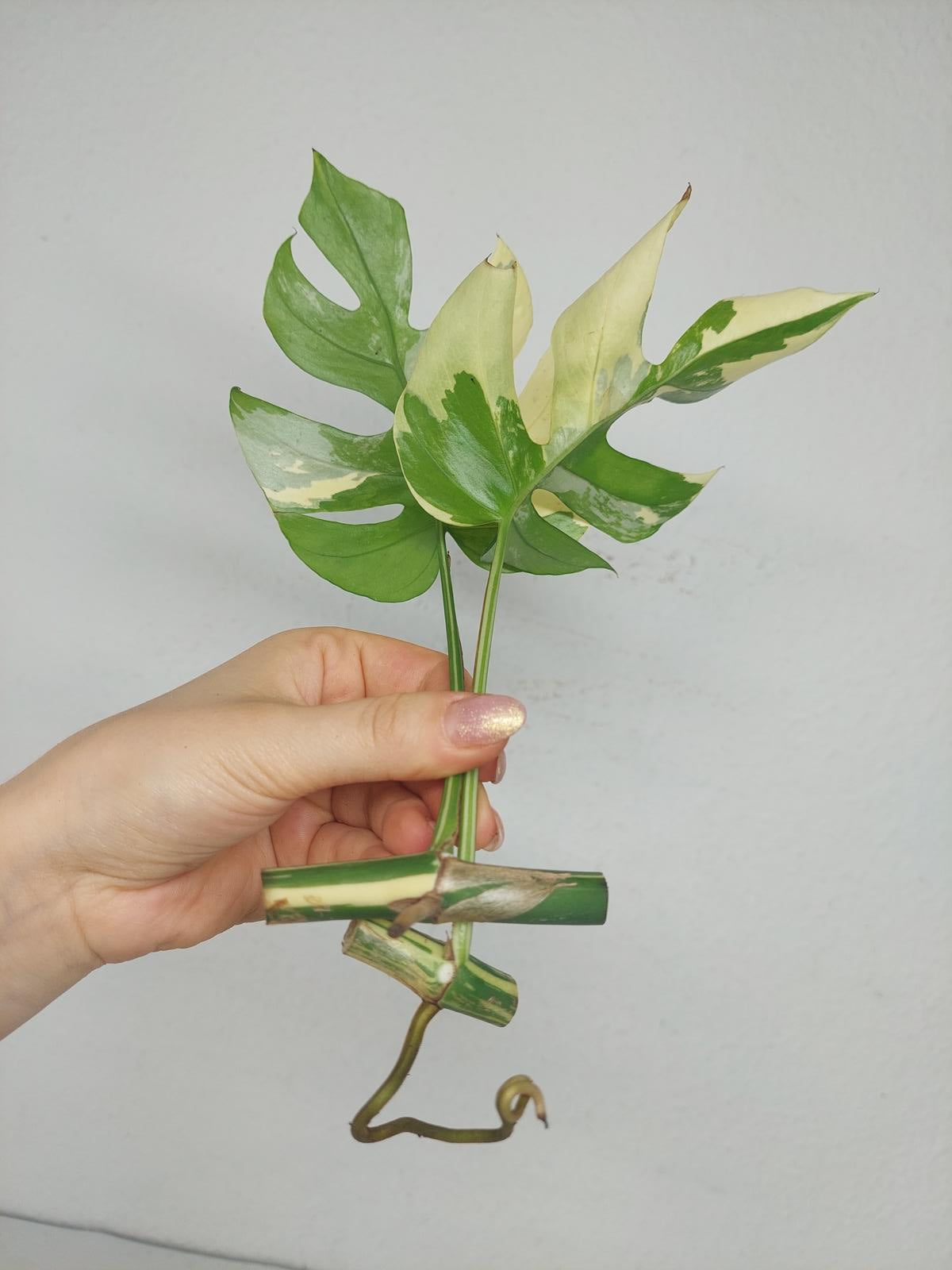 Monstera Stecklingsmix