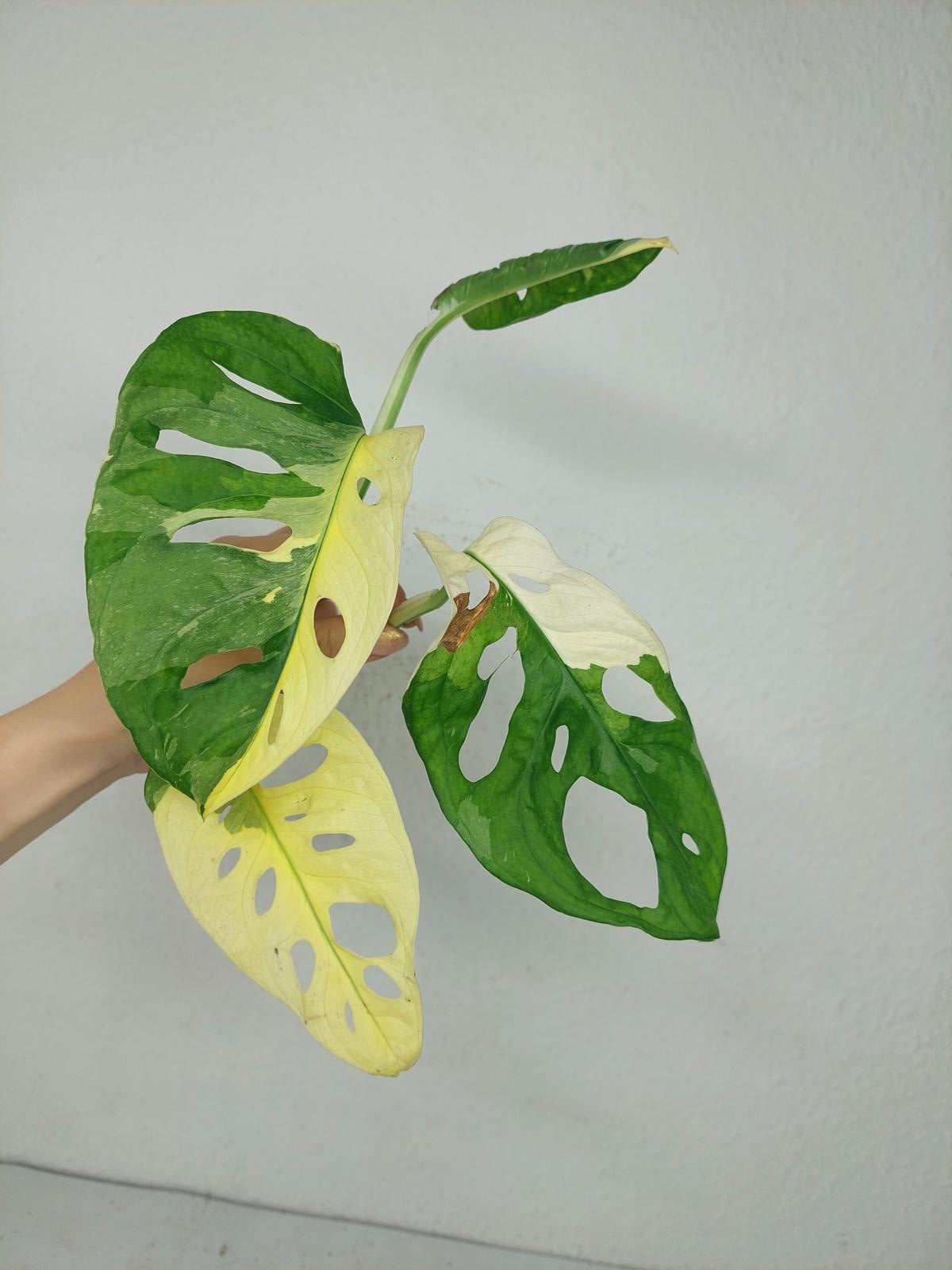 Monstera Stecklingsmix