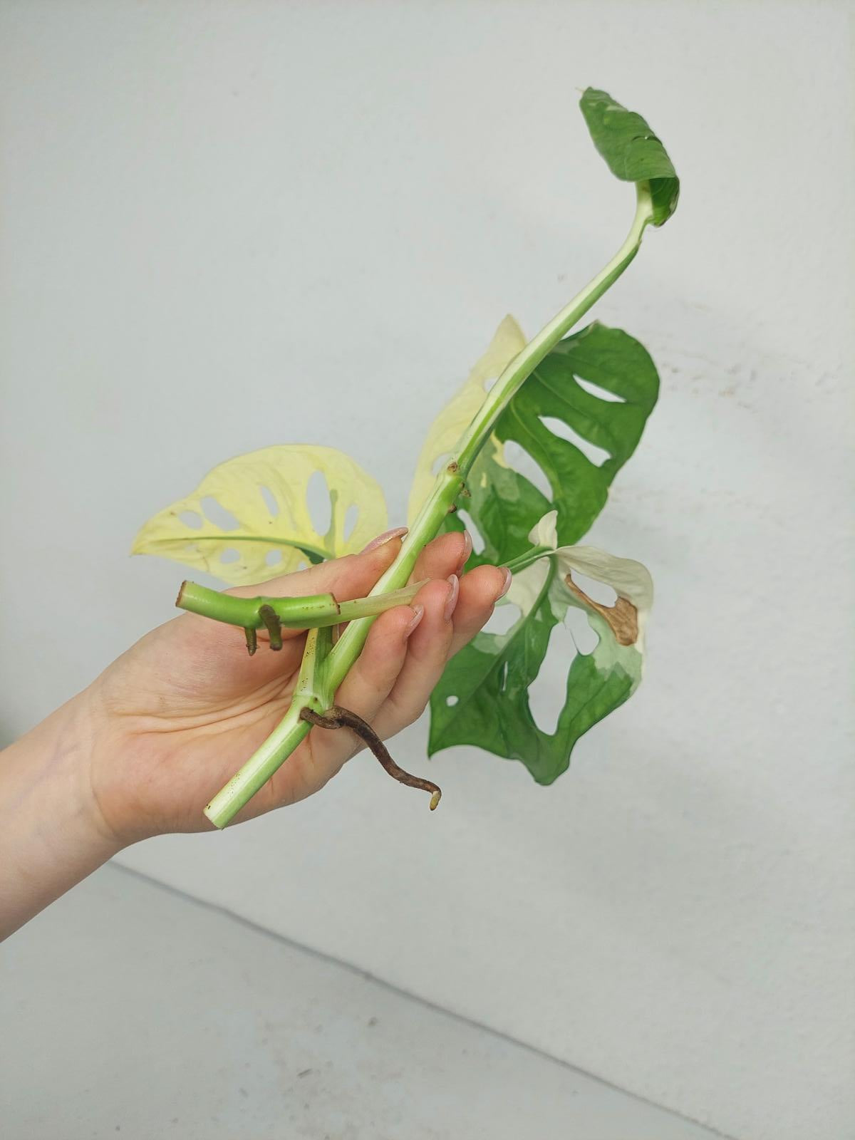 Monstera Stecklingsmix