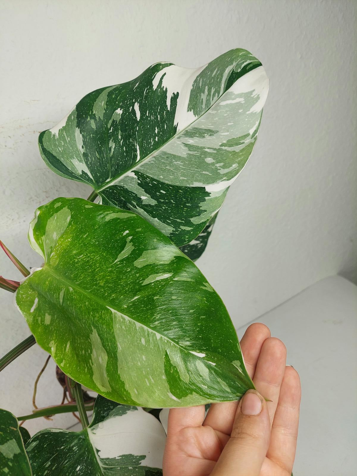 Philodendron White Princess