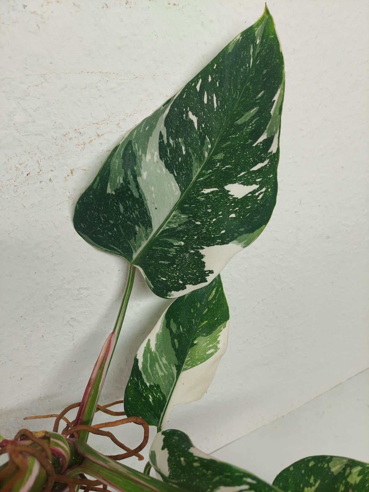 Philodendron White Princess